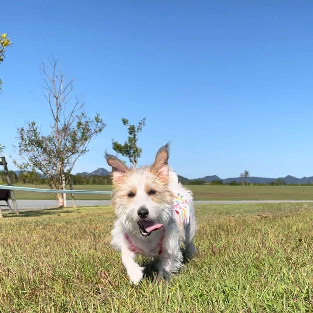 渡辺菜月のインスタグラム：「. #はなスタグラム🐶 . . 松ぼっくりハンターのはな子さん #犬 #dog #개 #ジャックラッセルテリア」