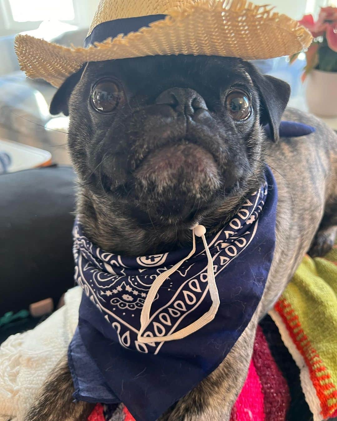 pugsofinstagramさんのインスタグラム写真 - (pugsofinstagramInstagram)「Happy 4th Birthday Archie!」10月3日 11時38分 - pugsofinstagram