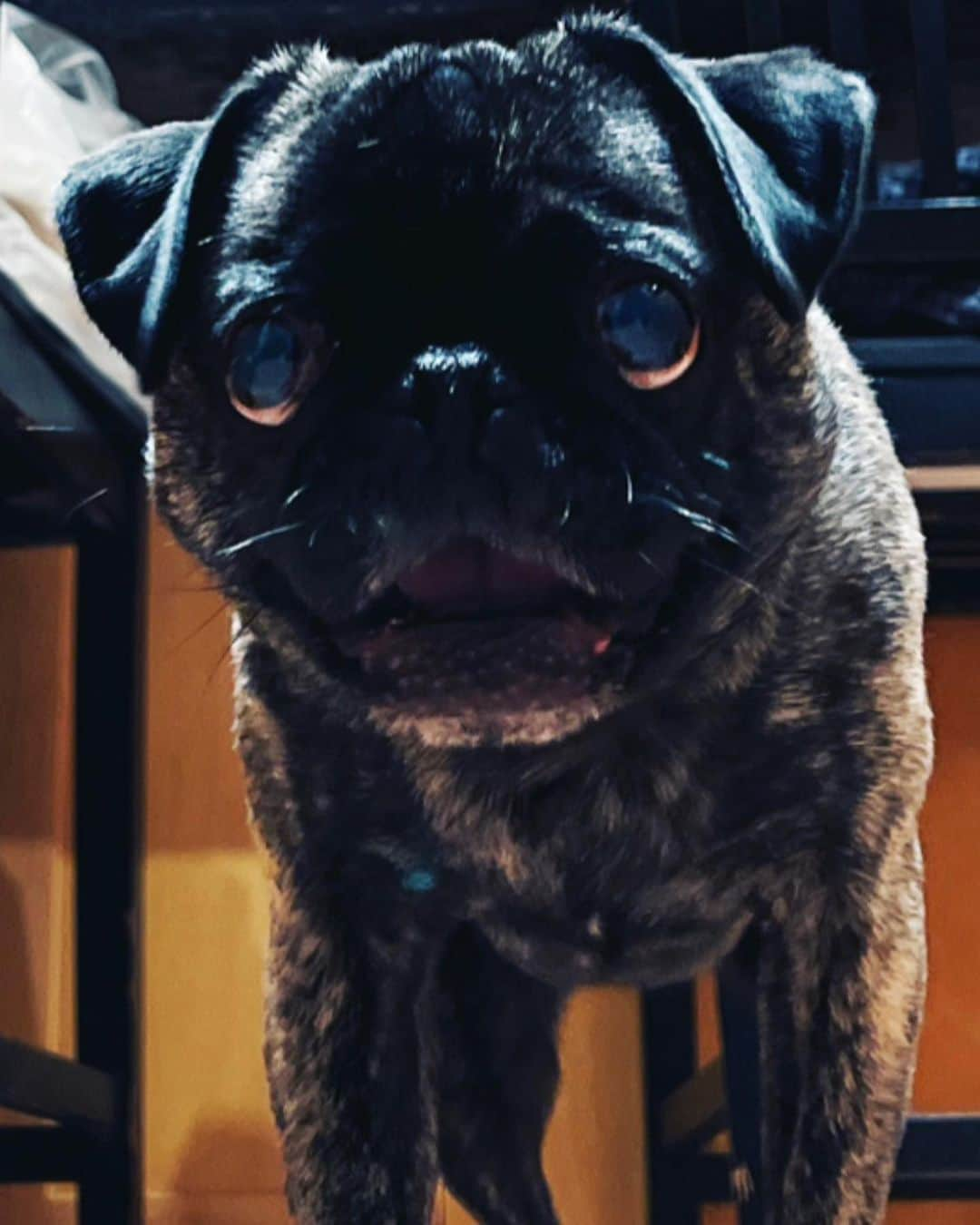 pugsofinstagramさんのインスタグラム写真 - (pugsofinstagramInstagram)「Happy 4th Birthday Archie!」10月3日 11時38分 - pugsofinstagram