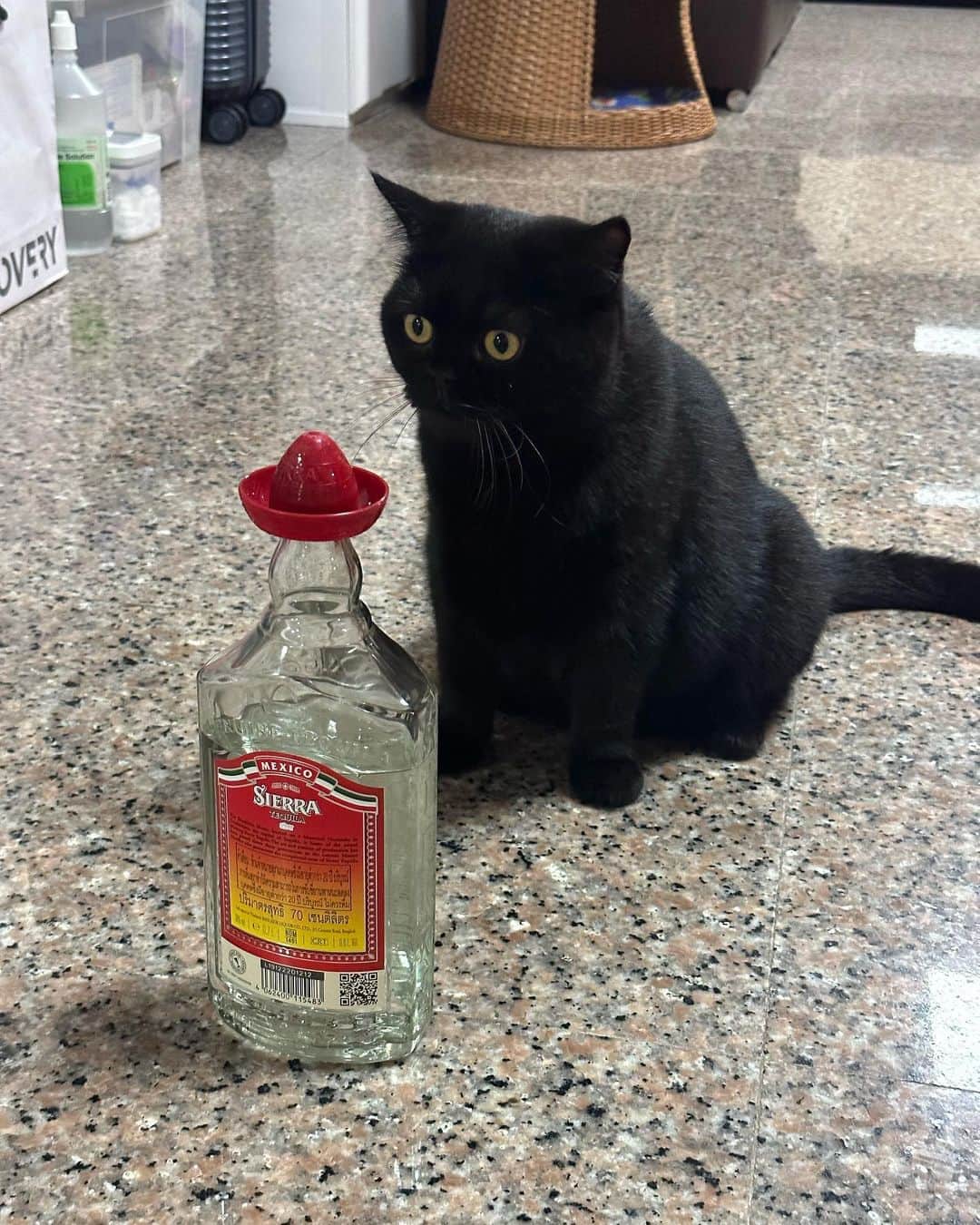 ロンジュンのインスタグラム：「🍾👀🐤🪷」