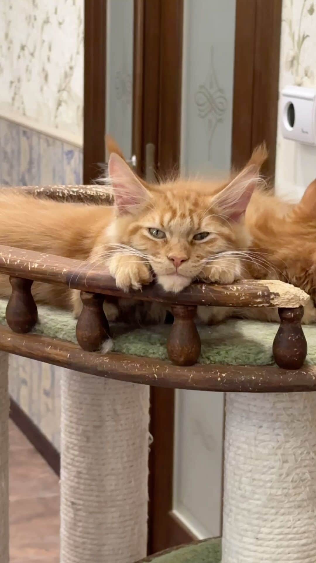 МейнКун MaineCoon Питомникのインスタグラム：「😋😽」