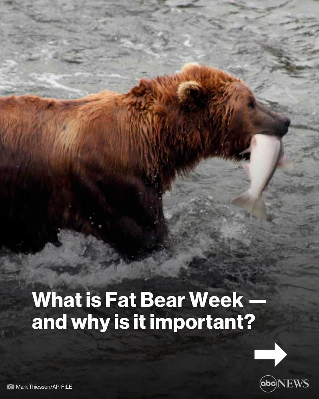 ABC Newsのインスタグラム：「It's once again time to celebrate the fattest bears in all the land.  The bears of Brooks River, Alaska, have spent the summer fattening up on salmon, berries and grasses in preparation of their annual winter hibernation, according to Katmai National Park and Preserve.  Go to link in bio to learn more about Fat Bear Week, why it's so important, and how you can cast your ballot to crown this year's winner.」