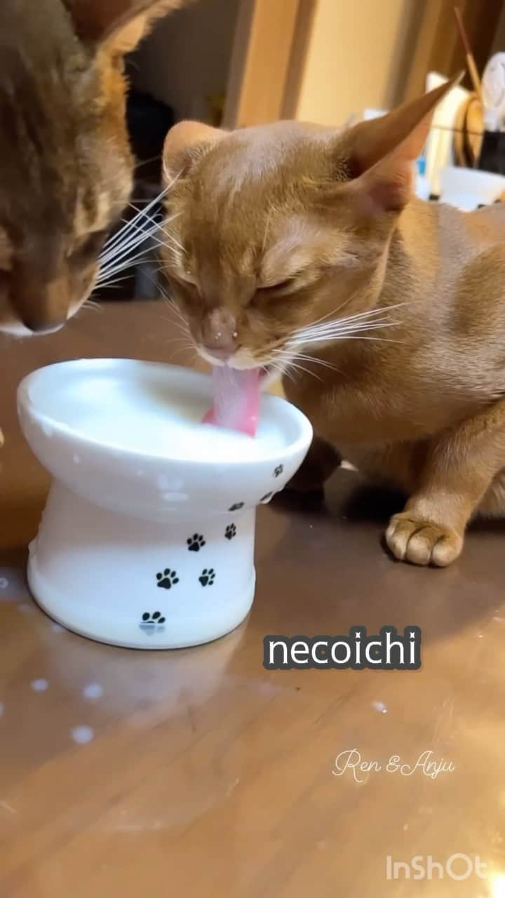 猫壱（ねこいち•ネコイチ）のインスタグラム：「ヤギミルクタイム🍼 周りはビシャビシャだけど、飲み方が可愛すぎます❤︎❤︎❤︎❤︎  @hime_satochan さん お写真をありがとうございました😊 お写真の商品は #ハッピーダイニング　#脚付フードボウル　でした🐈  :::::::::猫壱 :::::::   猫壱商品を使ってくれている写真や動画に【猫壱写真館】のハッシュタグをつけてポストしてください✨  猫壱SNSなどでリポスト・紹介されるかも？！  猫壱HPにも掲載されるチャンスも🥺  ぜひ皆さんハッシュタグをつけてポストしてくださいね🥺    @necoichicojp のハイライトから応募要項をチェックして是非ご応募くださいね❤   Reproduction is  prohibited.  ...........................................................................  #猫壱写真館  #猫壱 #necoichi #猫好きさんとつながりたい  ...........................................................................」