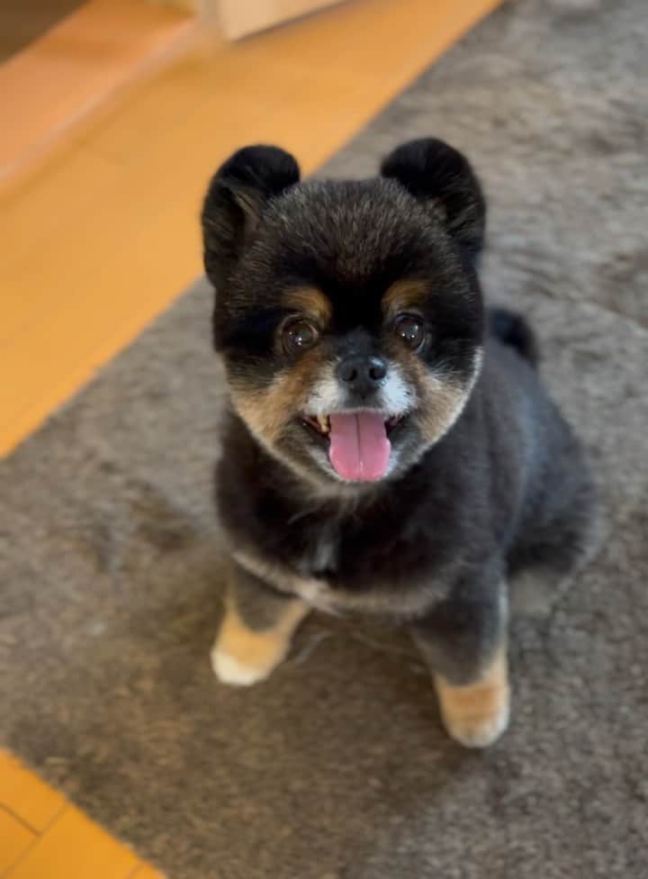 中村ゆりのインスタグラム：「お久しぶりです。 もち蔵改め、スティック・パンヲです。🐻」