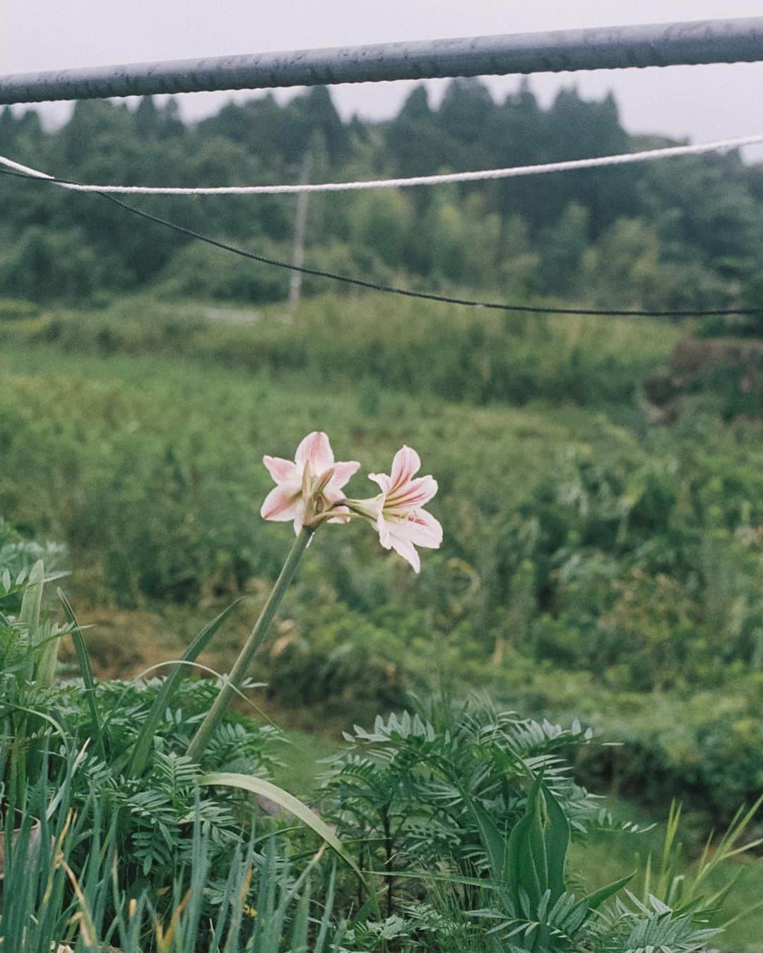 小川紗良さんのインスタグラム写真 - (小川紗良Instagram)「鹿児島に通って取材した、日本の伝統「印染」の映像が公開されています🎞️  「印染（しるしぞめ）」とは、白い布に文字やマークを染め抜いたもの。アキノ染色工芸では、今もなお一枚一枚手仕事で行っています。  その情熱、哲学に惹かれ、今回とおまわりオリジナルの手ぬぐいも作っていただきました。  @tomawari.ig  とおまわりプロフィールリンクより  映像は#とおまわりチャンネル  手ぬぐいは#とおまわり商店   にてお楽しみください😌  チャンネルは名前の通り時間をかけて作っているので、更新がスローペースですが、みなさんにもゆったりとした気持ちで楽しんでいただけると嬉しいです。秋の夜長に🍂  #film #filmphotography #movie #documentary #染め物 #印染 #手ぬぐい #暮らしを楽しむ #とおまわり」10月3日 7時08分 - iam_ogawasara