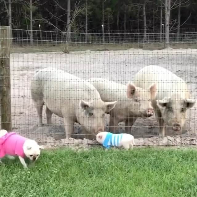 Priscilla and Poppletonのインスタグラム：「In honor of #WorldFarmAnimalsDay, I’m throwing it back to that time I tried to show off in front of some of our farm friends. Did you know we live on a animal rescue farm? Piggy please follow our farm friends over @prissyandpops_helpinghooves, too. These farm pigs are no different than me and Pop, only bigger. They love life as much as we do.🐷💗🐷💙 #TheThreeLittlePigs #PigsAreFriendsNotFood #PetuniaPeriwinklePiglet #Pigtailthepug #PiggyPenn #PoseyandPink #PrissyandPop」
