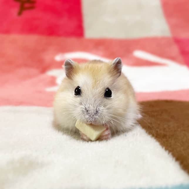 のインスタグラム：「ルンルン♪( ◜ω◝و(و "  大好きなお豆腐をもらって嬉しいお顔のゆずちゃん🐹🍊 大事に抱える姿が可愛いね🤭♥️ 2023.10.3 ✼••┈┈••✼••┈┈••✼••┈┈••✼••┈┈••✼  #ハムスターゆず#ハムスター#ジャンガリアンハムスター#ジャンガリアン#ジャンガリアンプディング#プディングジャンガリアン#イエロージャンガリアン#ふわもこ部 #モフモフ#ペット#親バカ部 #hamster#djungarian#hamstagram#hammy#happy_pets#PET_OF_OUR_WORLD#igersjp#ig_japan#instapet#weeklyfluff#kawaii#cute#仓鼠#정글리안#햄스터」