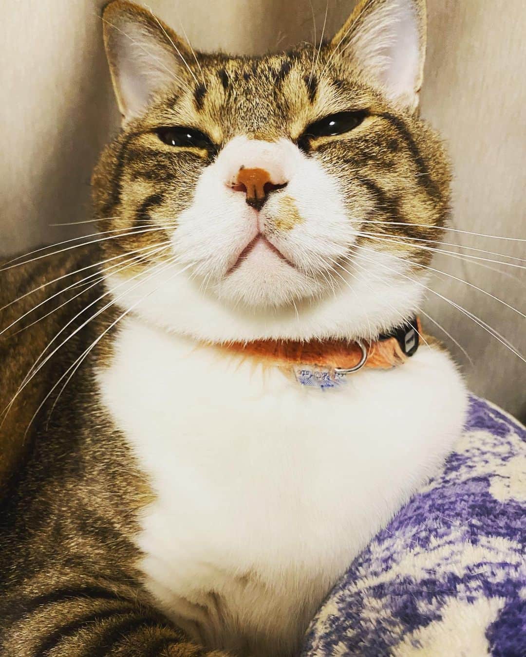 野本かりあのインスタグラム：「もう秋だなぁ。 ルカが毛布で眠るようになった。 #きじしろ #catsofinstagram #lukary #にゃんすたぐらむ」