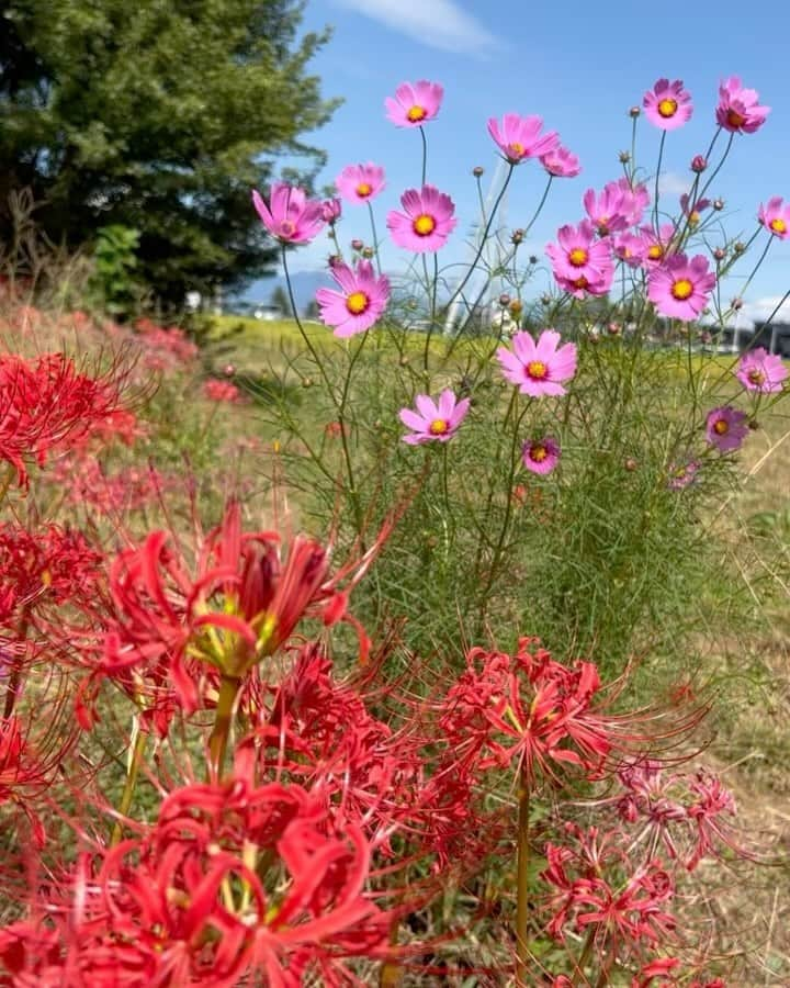 AYUMIのインスタグラム：「深呼吸して秋の空気を味わおう🍀  畑に咲いたコスモスと彼岸花  暑い暑い夏からようやく秋の空気になりました 涼しくなってきて畑しごとも楽になる  #AYUMI楽農　 #畑に咲く花 #コスモス #彼岸花」