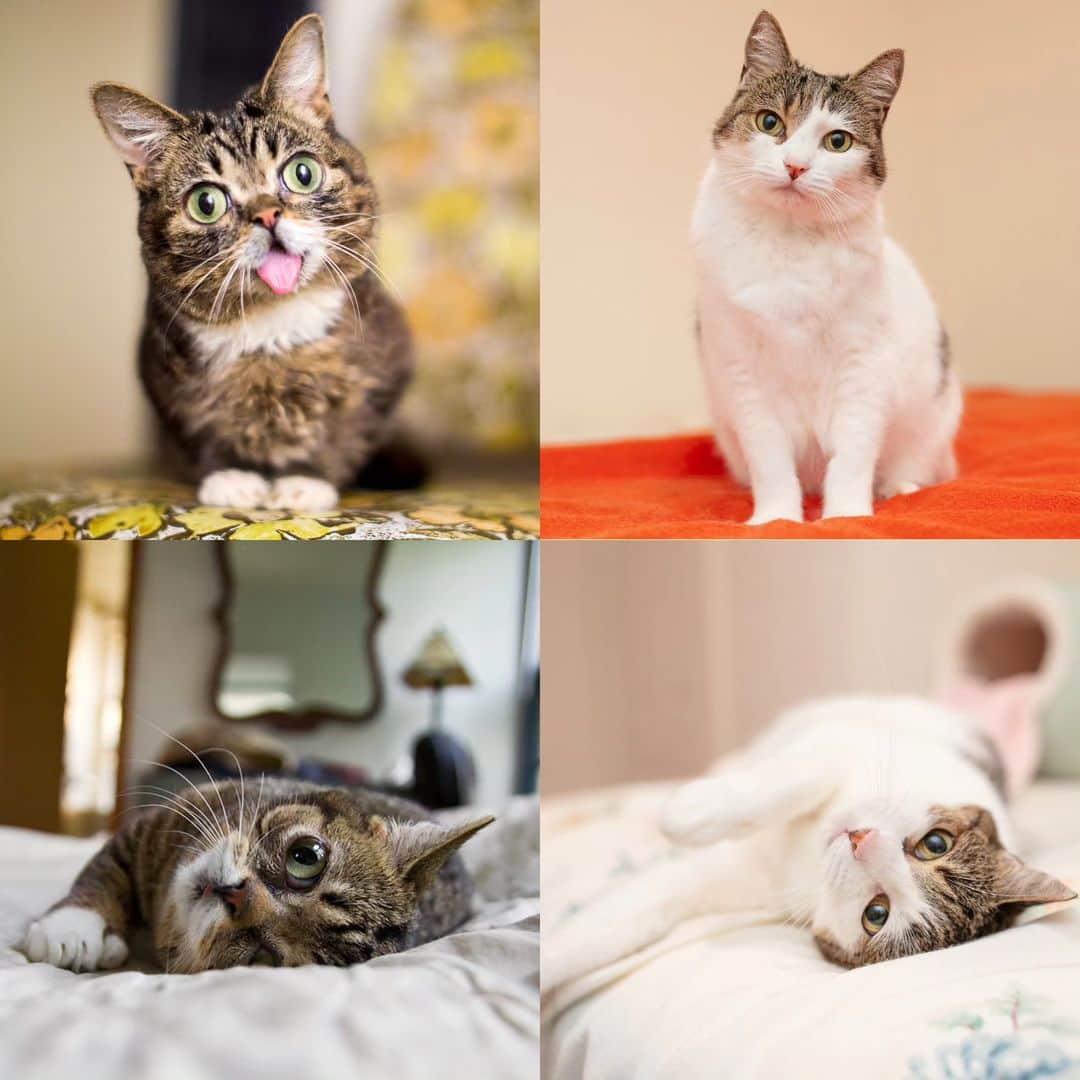 のインスタグラム：「As a magical space cat, BUB always has the most interesting friends, like her pal Squid here… who is quite literally a RADIOACTIVE CAT! Squid is a senior cat rescued by Feral Change who required emergency bladder stone surgery and then was diagnosed with hyperthyroidism. But because of her stone-preventing diet and her intolerance of hyperthyroid medication, she had to undergo radioactive iodine therapy which caused her to be so radioactive that she had to be isolated for several days in a hospital. Thankfully she is now fully recovered and probably has many undiscovered superpowers, but her unexpected emergency care was extremely expensive which is why Lil BUB’s Big FUND asking BUB’s friends to donate to help cover Squid’s medical expenses so she can find a new loving home.  For more info and to donate to Squid’s care, please visit the link in BUB's bio   #goodjobbub #goodjobsquid #radioactivesquid #lilbub #lillilbub #babybub #bestjobbub」