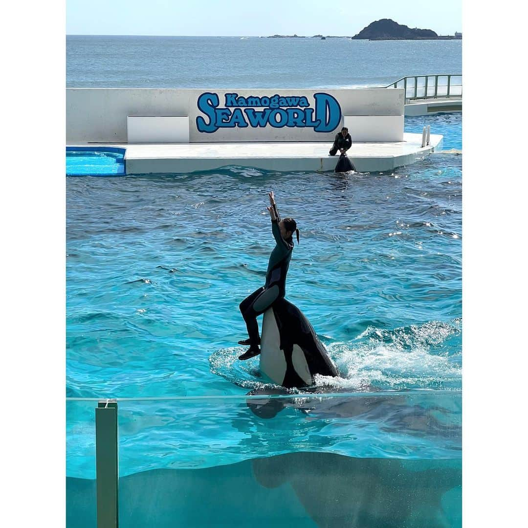 森麻季さんのインスタグラム写真 - (森麻季Instagram)「🐬  9月末に鴨川シーワールドへ  サマースプラッシュが延長していてラッキーでした 上から２段目かろうじて濡れず✌️ 何度見ても楽しいショー  #シャチ #シャチショー  #子連れお出かけ  #5歳 #1歳8ヶ月 #1歳  #お出かけ  #9月の思い出  #アナウンサー」10月3日 9時11分 - maki.mori_m