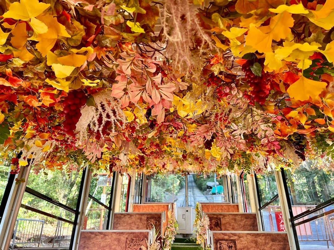 依田司さんのインスタグラム写真 - (依田司Instagram)「10月3日（火） 茨城県屈指の“紅葉の名所”筑波山から。 紅葉シーズンに先駆け、先の日曜日から車内を秋のフラワーアレンジメントで飾った『紅葉のアートトレイン（筑波山ケーブルカー）』の運行が始まりました。 また、このケーブルカー、今月末まで土日祝日には秋の山レジャー体験『ストーリーテラー's レールウェイ』へと更なる変身を遂げ、車内では新人声優の皆さんが、片道８分の物語を朗読してくれます。 勿論“食欲の秋”と言う方には、筑波山名物『山カレー』がオススメです。  #筑波山ケーブルカー  #crocodile #クロコダイル #依田さん #依田司 #お天気検定 #テレビ朝日 #グッドモーニング #気象予報士 #お天気キャスター #森林インストラクター #グリーンセイバーアドバンス #プロジェクトワイルド #IPCC伝導者 #japan #japantrip #japantravel #unknownjapan #japanAdventure #japanlife #lifeinjapan #instagramjapan #instajapan #療癒 #ilovejapan #weather #weathercaster #weatherforecast」10月3日 9時13分 - tsukasa_yoda