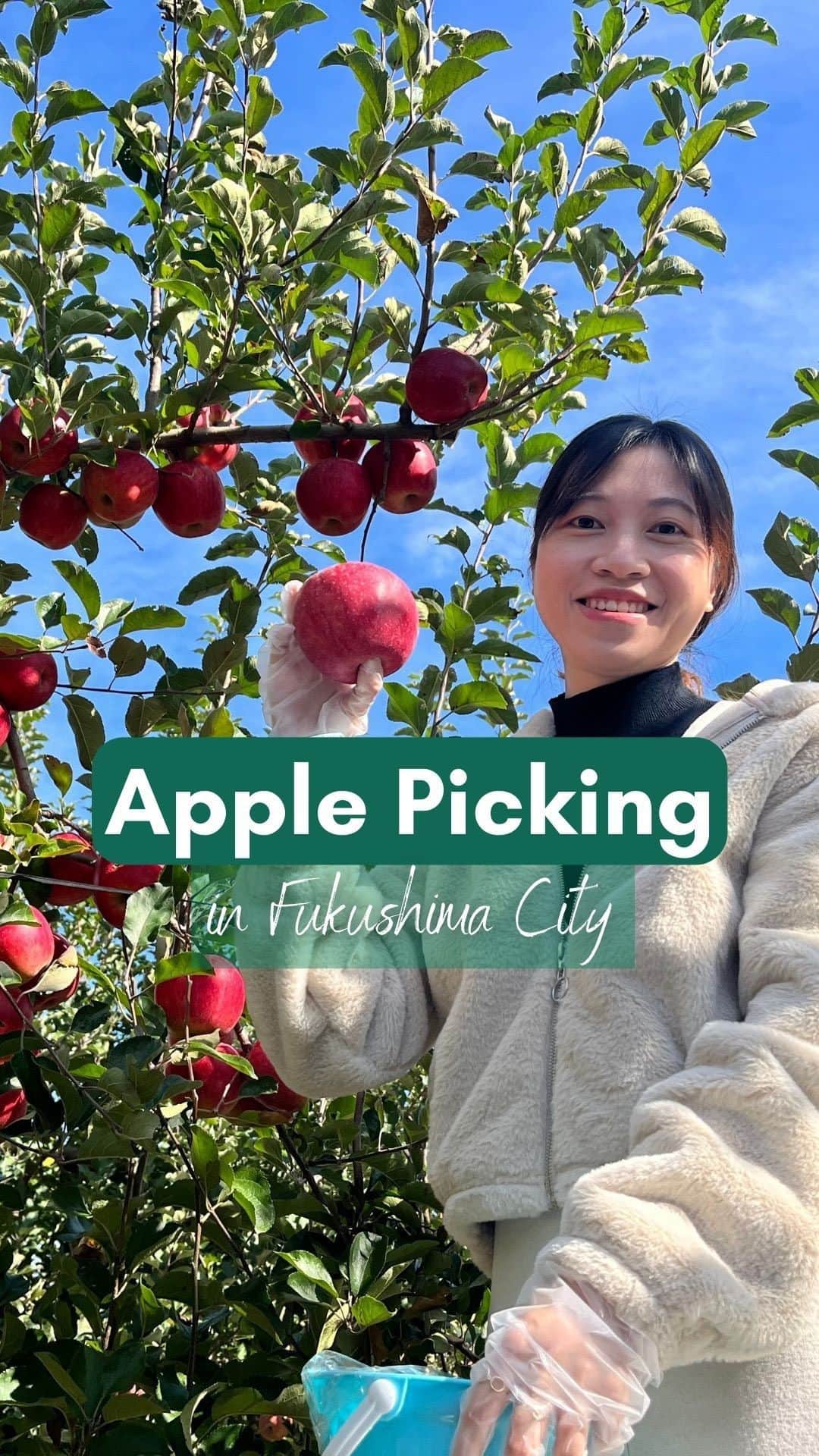Rediscover Fukushimaのインスタグラム：「🍎Apple season is here! 🍏 If you are visiting Fukushima between October and December, be sure to pick and try delicious apples!  ℹ️🍎All-You-Can-Eat Apple Picking (30 mins.) at Marusei Orchard (Fukushima City) 😋  🗓️ Oct. 1 - Dec. 21, 2023 📍 Marusei Orchard (designated meeting place) ⌚️ Starting at either 9:00 a.m., 11 a.m., 1:00 p.m., or 3:00 p.m.! 🎟️ 700 per person  Children can also participate.  ⚠️ The experience is conducted in Japanese with limited English support, but you can hire an interpreter for a separate fee.  After picking and eating fruits, be sure to try the famous parfaits at the onsite cafe - it is the perfect way to reward yourself for your fruit-picking efforts!  Other things to see/do in Fukushima City during the apple-picking season:  🍂Visit the Azuma Sports Park and marvel at its rows of ginkgo trees, which are expected to be bright yellow around late October!  🍁 See the vibrant autumn colors of the Bandai-Azuma Skyline sightseeing road (peak foliage expected around October 20th).  🏘️ Climb Mt. Shinobu in central Fukushima and admire the views of the city from the top!  ⚠️ We recommend booking your spot as soon as possible - this is a busy season at the orchard (book through the link in stories/story highlights).  Have you ever been fruit picking in Fukushima? Please let us know in the comments, and don’t forget to save this reel for a future visit! 🔖  #visitfukushima #fukushima #marusei #applepicking #apple #experiencesinjapan #visitjapanjp #visitjapanca #visitjapanus #autumn #autumninjapan #jrpass #japanreels #tohoku #tohokutrip #japantravel #japantrip #fukushimacity」