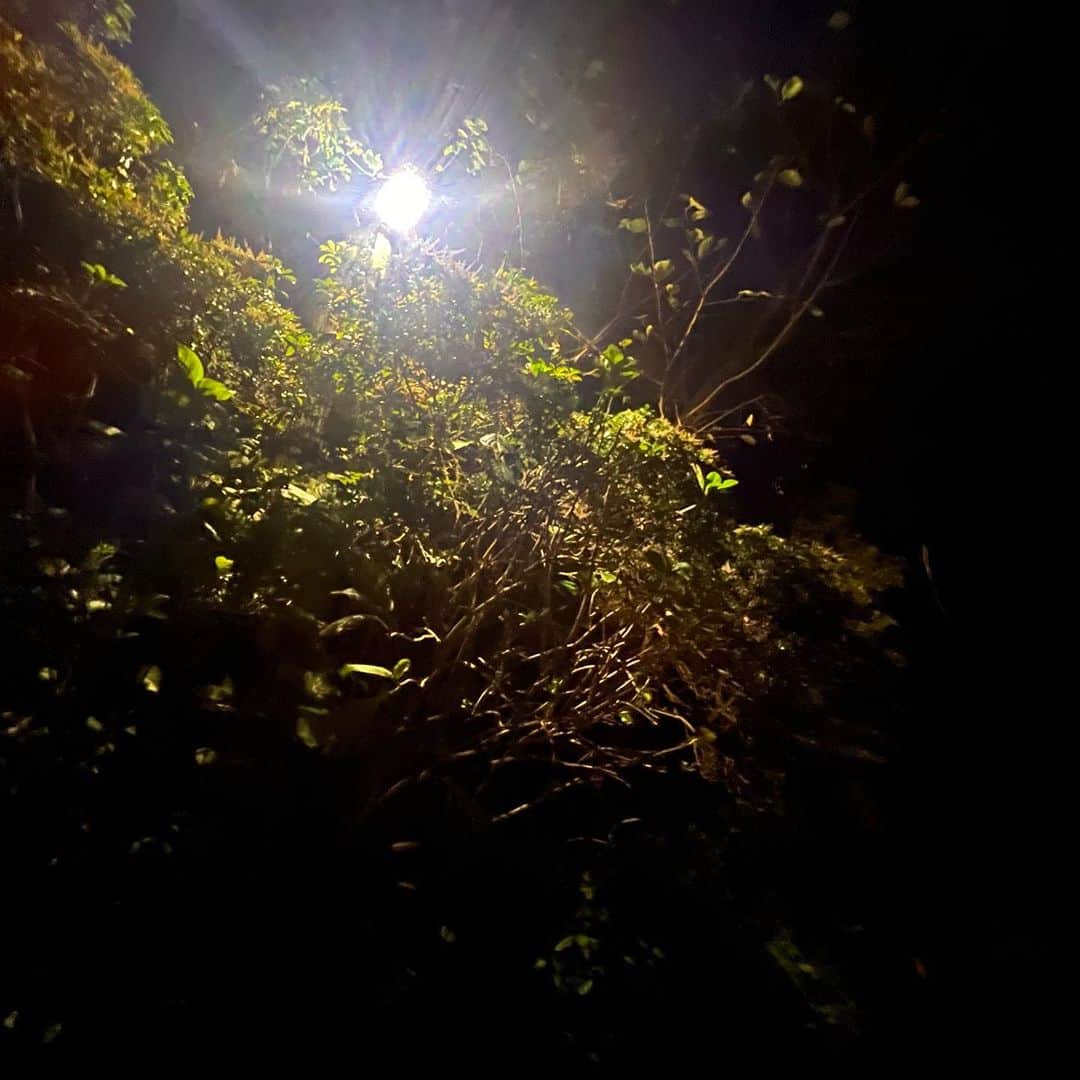 クリス智子さんのインスタグラム写真 - (クリス智子Instagram)「昨夜、帰り道、香ったのです！ 今年はじめて、金木犀が。 近所の木。 　 ハッ😳！...と、見上げた。  ウチの金木犀の木は、毎年10月最初の週に咲くのですが、今年は気配がなく、かなり長いこと暑かったからなぁ、と 心配していたところで。 もうすぐかなぁ。  みなさんのところ、いかがでしょう？」10月3日 9時53分 - chris_tomoko