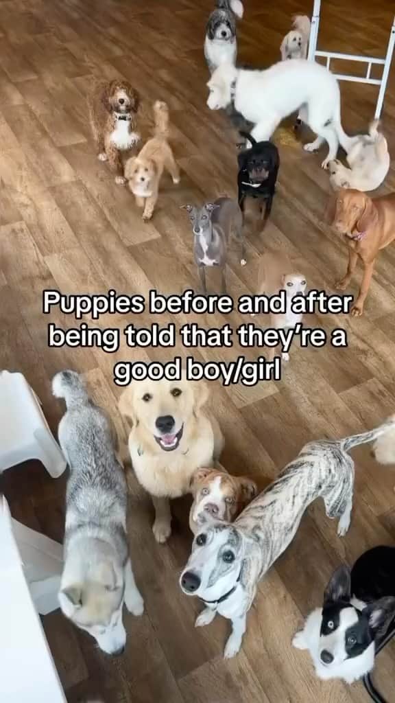 DogsOf Instagramのインスタグラム：「Some heckin’ good doggos right here courtesy  @dogtherapypups and @be.right.bekk 🥺  . . .  #gooddog #goodboy #goodgirl #dogsofinstagram #doggram #dogdaycare #doggydaycare」