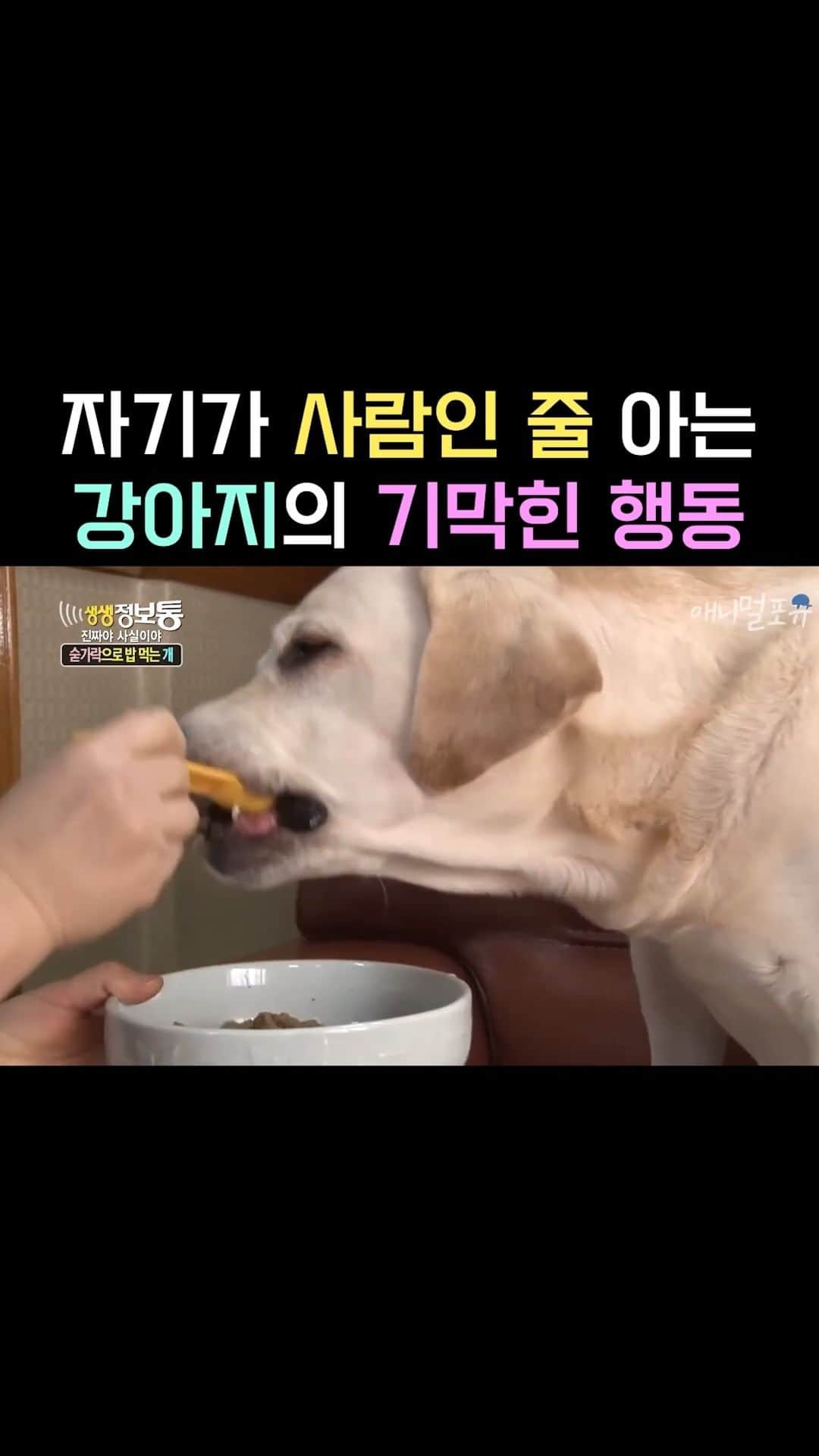 AS4Uのインスタグラム：「자기가 사람인 줄 아는 리트리버ㅋㅋㅋ   ✳️ 방송 정보 : KBS 생생정보통 140115 방송」