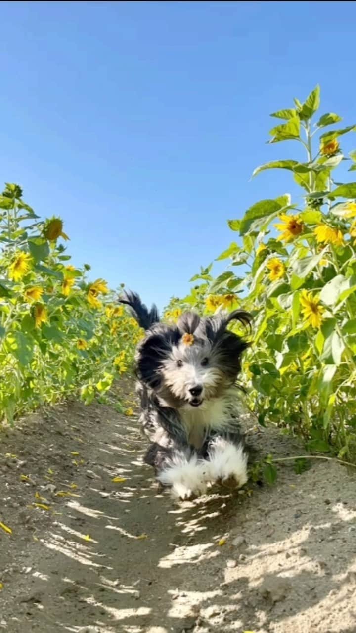 kei515yuのインスタグラム：「朱織地方、夏は終わりました🌻  My sunshine in the sunflowers.  #ビアデッドコリー #ビアディ #beardedcollie #akaribeardie #beardie #beardedcolliesofinstagram #puppydog #puppygram  #petscorner #insta_animaluy #dog_ofinstagram #insta_dogs #igdog #topdogphoto #repost_ezyjp #weeklyfluff #dog_features #excellent_dogs #pecoいぬ部 #飛鳥犬舎」