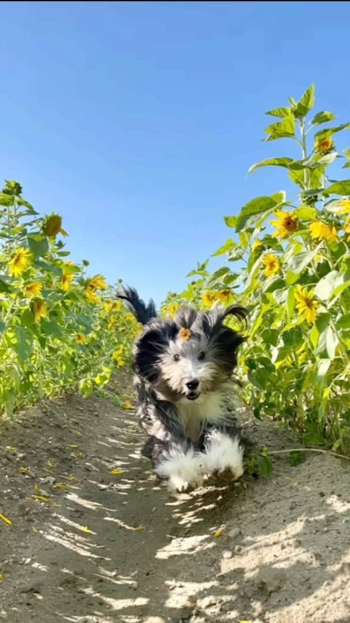 のインスタグラム：「朱織地方、夏は終わりました🌻  My sunshine in the sunflowers.  #ビアデッドコリー #ビアディ #beardedcollie #akaribeardie #beardie #beardedcolliesofinstagram #puppydog #puppygram  #petscorner #insta_animaluy #dog_ofinstagram #insta_dogs #igdog #topdogphoto #repost_ezyjp #weeklyfluff #dog_features #excellent_dogs #pecoいぬ部 #飛鳥犬舎」
