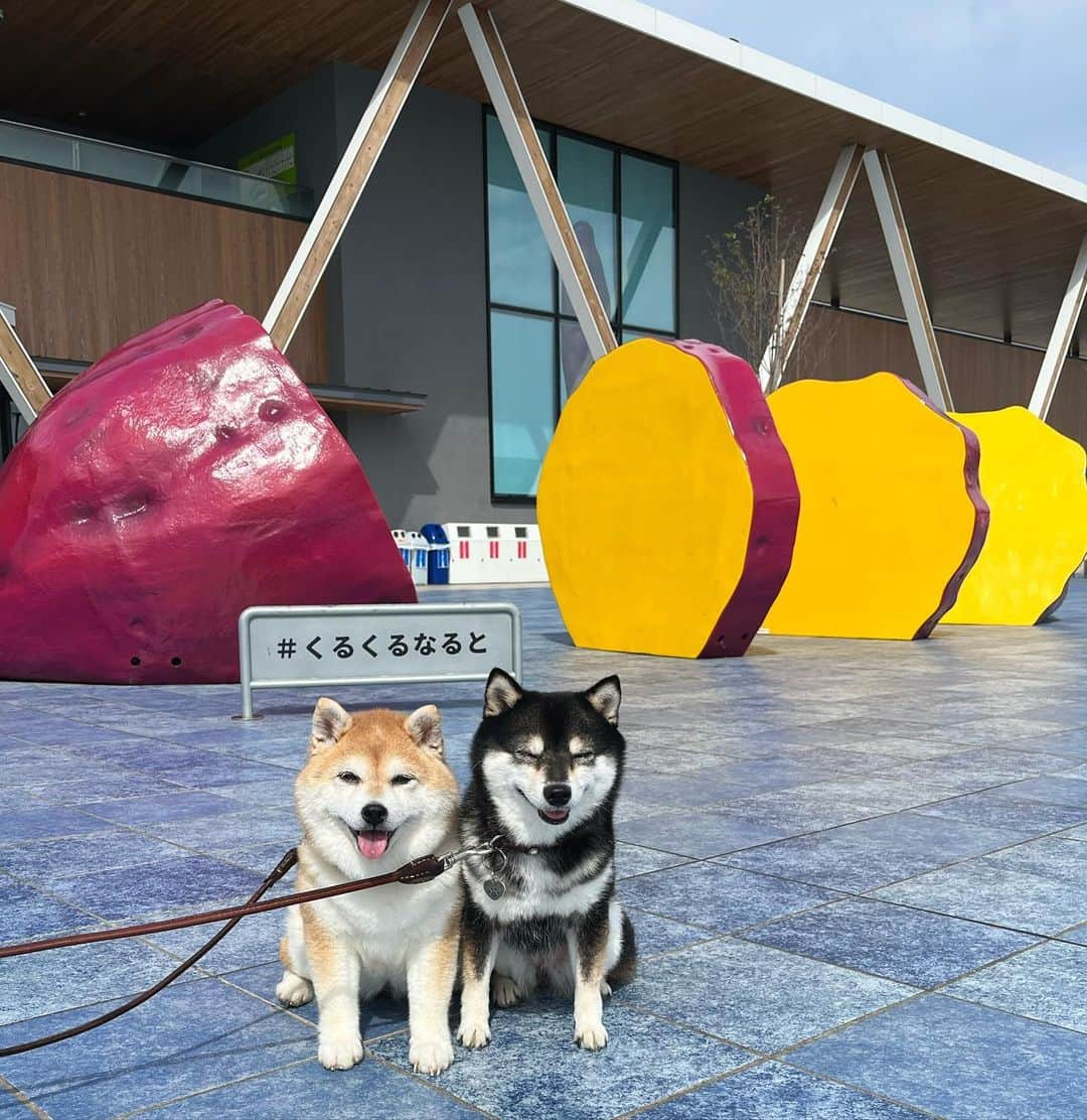 豆柴なつ&ふゆさんのインスタグラム写真 - (豆柴なつ&ふゆInstagram)「We go to Tokushima🍠😆⭐️ 今日から四国旅行です😆⭐️ 先ずは徳島🍠  #四国旅行 #徳島 #くるくるなると#鳴門金時 #tokushima     #trip  #犬連れ旅行　#旅行 #ワンコと旅行  #shibaaddict #柴 #しばいぬ #シバフル #わんダフォ #shibamania  #柴犬ライフ #shiba_snap  #instashiba#cutedogs  #柴犬#shiba #shibainu #shibastagram #いぬすたぐらむ #pecoいぬ部 #shibainumag_feature #dogoftheday  #🐕📷 #theshibasociety  #proudshibas」10月3日 20時17分 - mameshiba.natsuinu56