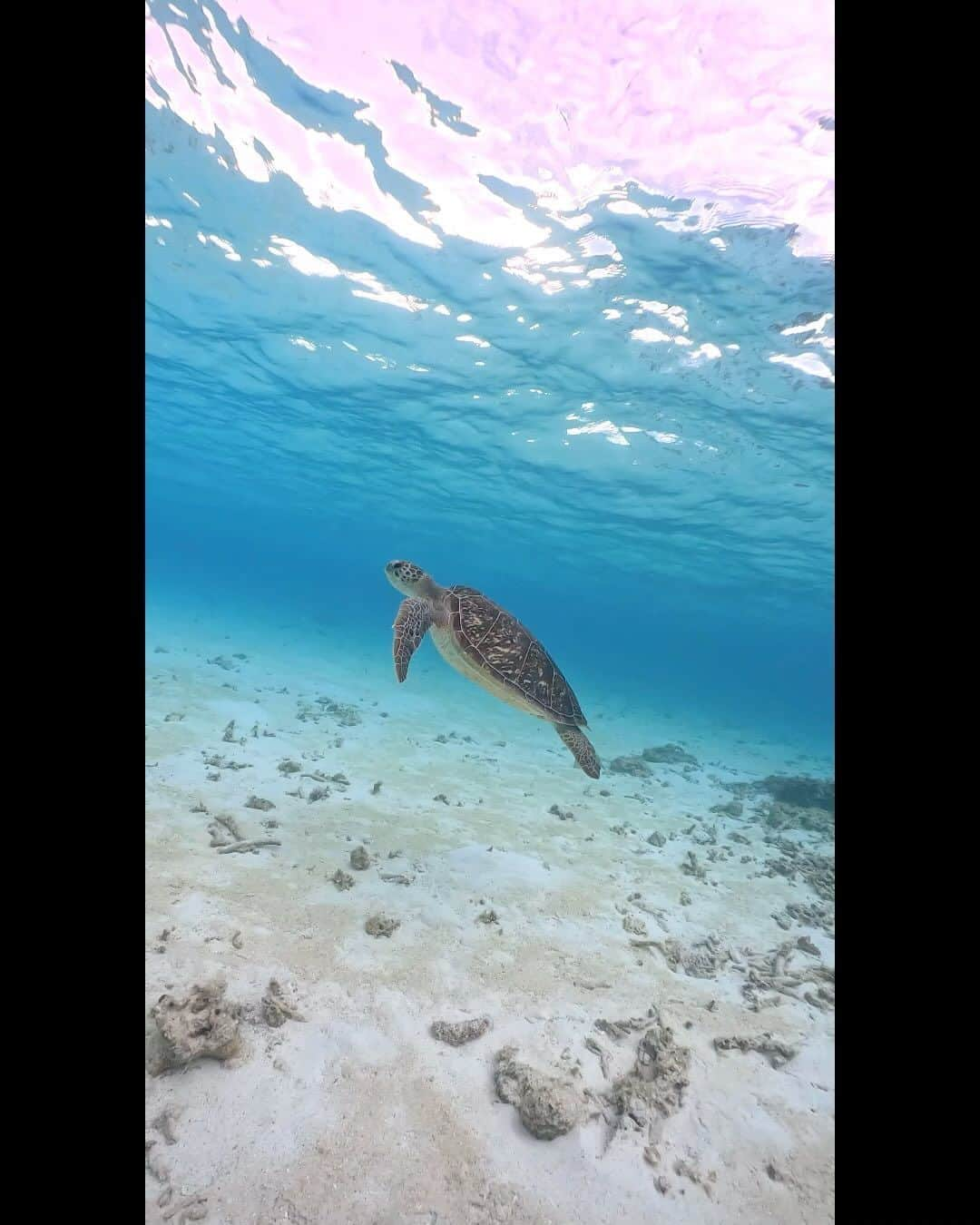 福西崇史のインスタグラム：「. お友達と泳ぎました🐢 BY宮古島🏝️ . 一緒に泳ぐの難しい😓 . #宮古島 #福西崇史 #海亀 #ありがとう #八重干瀬 #亀の息継ぎ #福西崇史の息継ぎ #息が続かん」