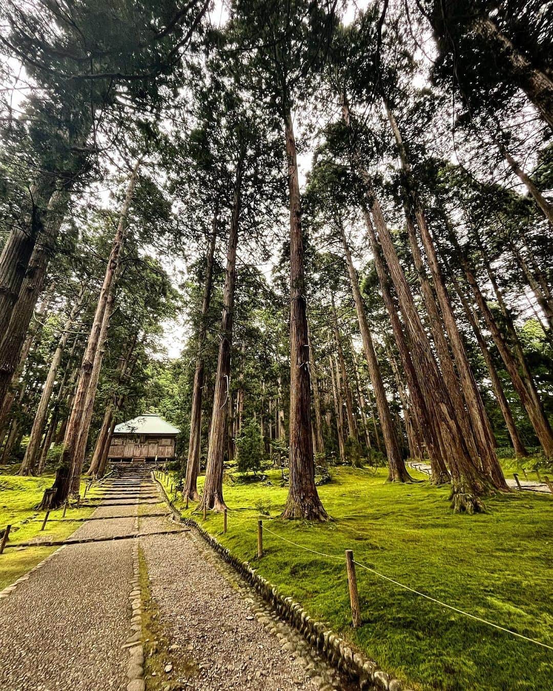 盛岡豊のインスタグラム：「福井県は、平泉寺白山神社へ。 一面の苔と杉木立が美しく、静寂が沁みました。  #越前国 #福井県 #平泉白山神社 #苔 #杉木立」