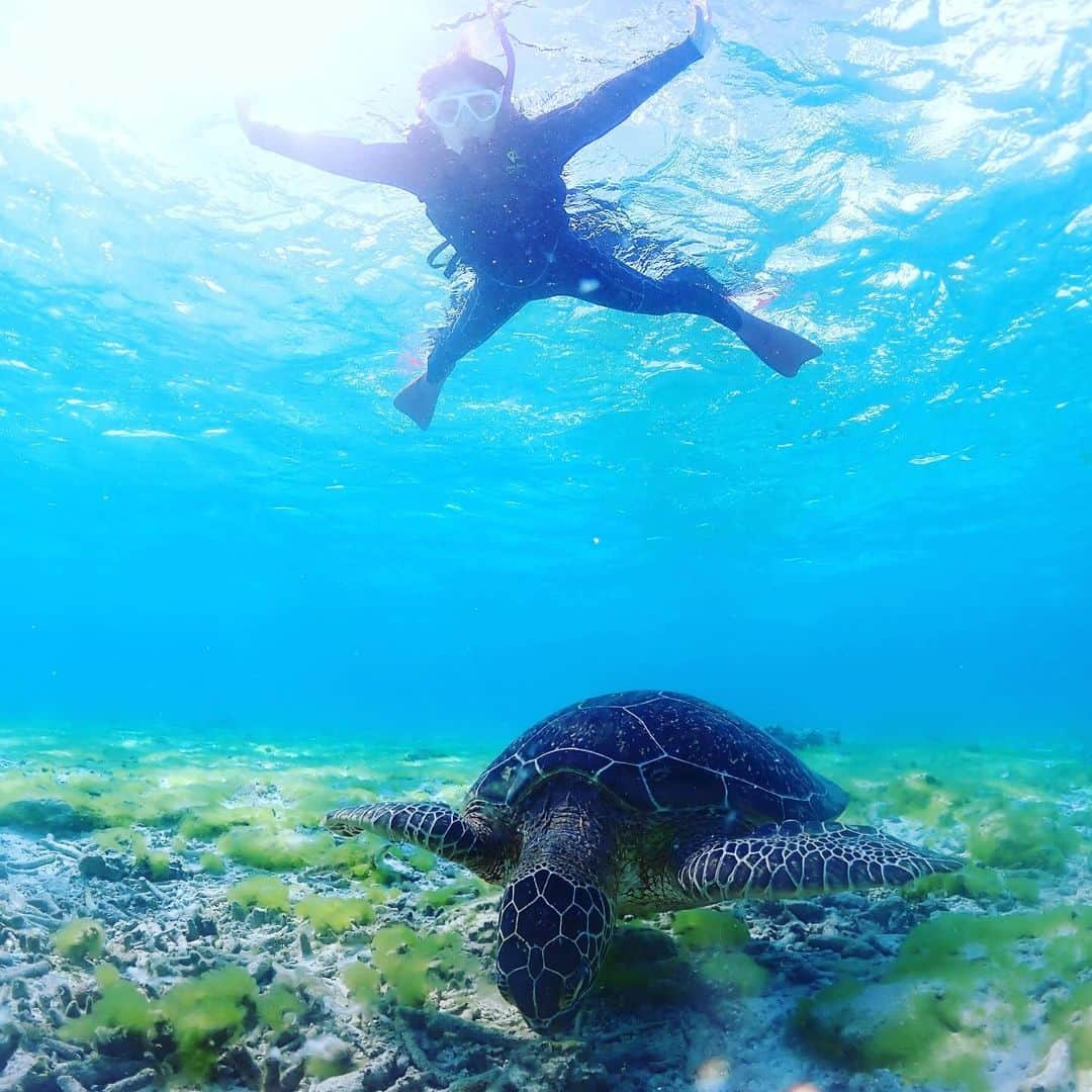 常盤よしこさんのインスタグラム写真 - (常盤よしこInstagram)「宮古島の思い出🐢🐢🐢 新番組❤️RKKラジオ 「Wakey Wakey！」で話した思い出をちょっとあげときまーす🙌  月曜と火曜☀️朝7時からの担当です♫ 皆様よろしくお願いします😆  #WakeyWakey#ウェキ2#rkkラジオ#新番組スタート#リスナーの皆様今後ともよろしくどうぞ#宮古島#宮古ブルー#みやこじま#宮古島旅行#うみがめ#ウミガメ#うみがめと泳ぐ#可愛い#ウミガメが可愛すぎる#また行きたい#ブルーフォレストのよしこさんありがとう」10月3日 20時35分 - yoshiko.tokiwa