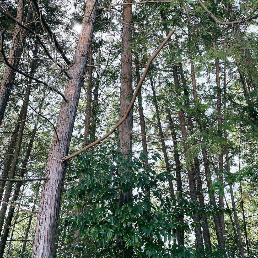 川本睦子さんのインスタグラム写真 - (川本睦子Instagram)「父が突然「家系図がないから作りたい」と言い出し、いい機会なので取り組んでいる。  役所で辿れるところまで戸籍謄本を出してもらったり、お墓に行って墓の名前を確認したり、母屋の蔵に入って先祖の遺影を探したり。 宝探しみたい。  ひとりでは気が遠のくので、写真とことばユニット「壱と千」の二人に協力してもらってます。  二人の元気な提案に力をもらってます。本当にありがたい…✨  はっきりわかったことは、お嫁に行ったりした人はわからないけど、川本家のひとたちは基本79歳で亡くなってること。 誰も80を超えられてない。  うーん。  自分の寿命を告げられたような感じ。とっくに折り返してるんだなぁ。  その日まで充実した人生を送ろうと、決めた。」10月3日 20時42分 - muzco