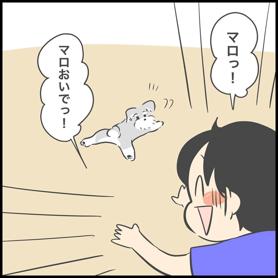 ぽんぽんのインスタグラム：「なぜかため息つかれて無視されたのに嬉しそうだったタロ。笑  人間みたいな行動をとるといちいち感激するんです。 わかる…わかるよ…笑  うちは一家全員犬バカだよ！！！  マロはケチャップとマスタードのおもちゃがお気に入り。  そしてそんなに登場しないだろうし別に性別は言わなくてもいいかな？と思っていたマロですが、たまに聞かれるので明かしてみました。  マロは女の子です！  #mシュナウザー　#ミニチュアシュナウザー #ため息　#マスタードのおもちゃ   #タロ　#10歳　#4年生 #マロ　#犬  #2歳差 #兄弟  #ぽんぽん #育児漫画 #ライブドアインスタブロガー」