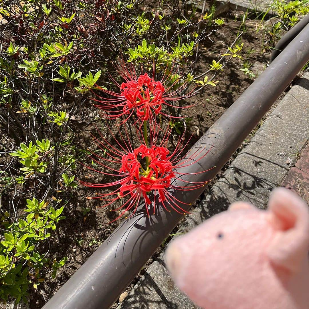 矢崎存美さんのインスタグラム写真 - (矢崎存美Instagram)「植え込みに二輪だけ咲いていた彼岸花。 #ぶたぶた #山崎ぶたぶた #矢崎存美 #彼岸花 #曼珠沙華」10月3日 12時53分 - yazakiarimi