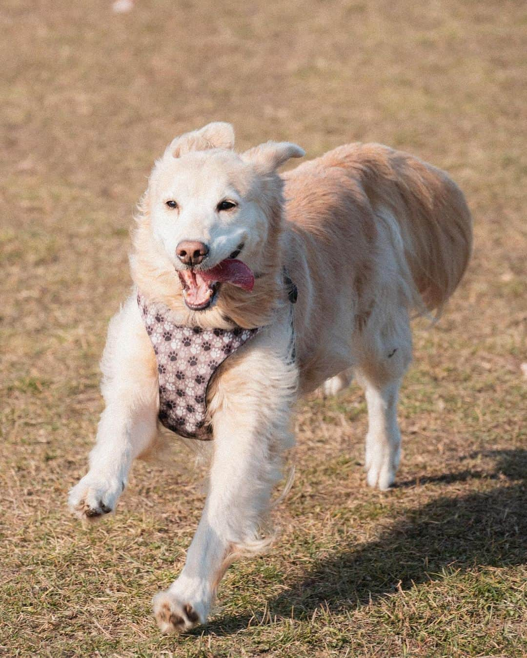 ローマン・サドフスキーさんのインスタグラム写真 - (ローマン・サドフスキーInstagram)「Today we lost a real mvp too soon. Rest easy Cookie ❤️ you’ll be missed dearly」10月3日 13時00分 - roman_sadovsky