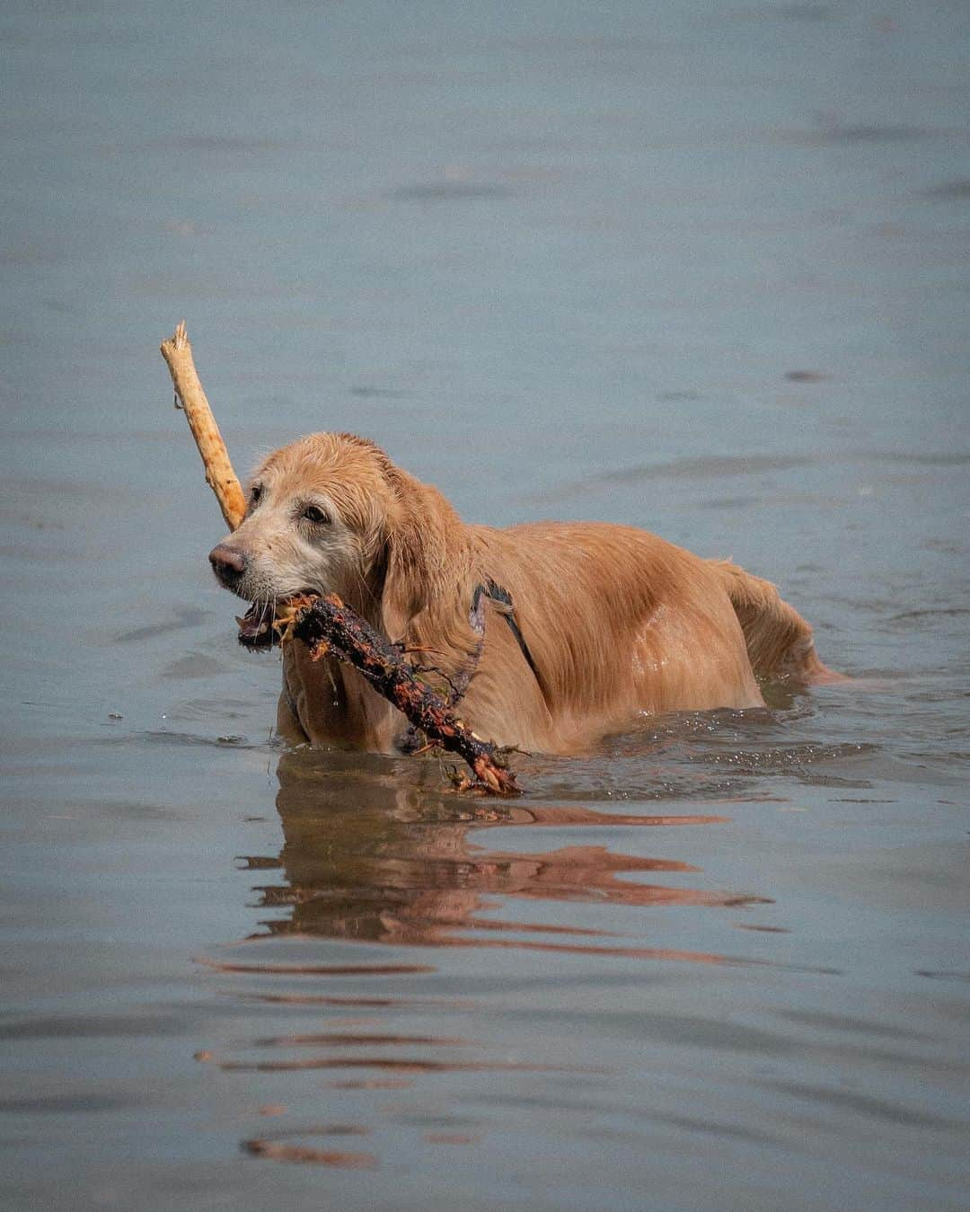 ローマン・サドフスキーさんのインスタグラム写真 - (ローマン・サドフスキーInstagram)「Today we lost a real mvp too soon. Rest easy Cookie ❤️ you’ll be missed dearly」10月3日 13時00分 - roman_sadovsky