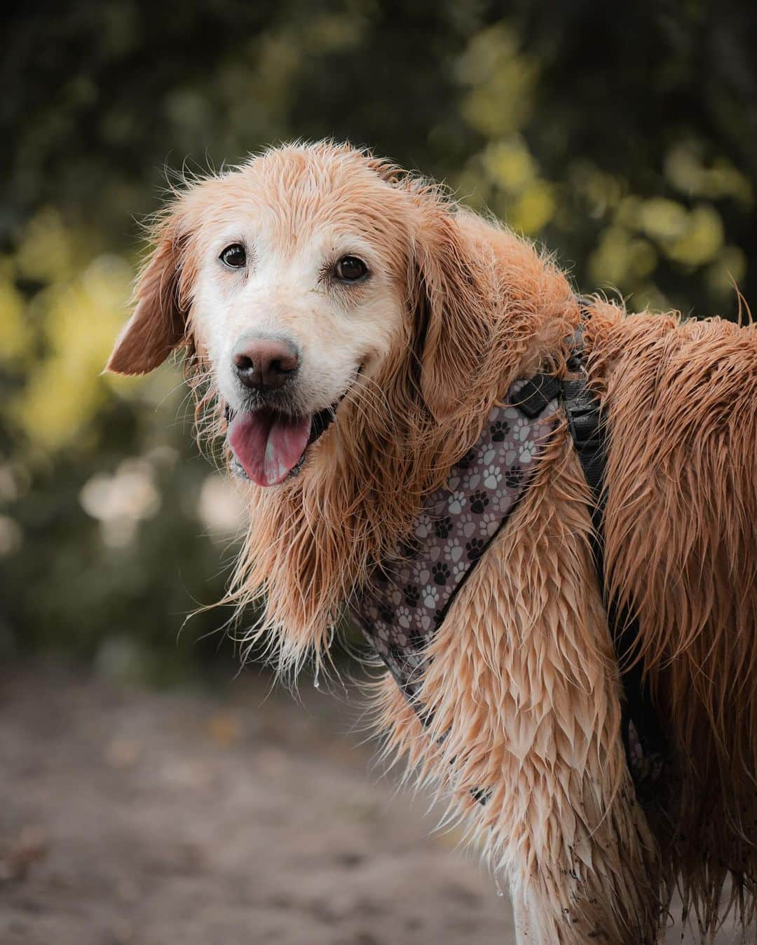 ローマン・サドフスキーのインスタグラム：「Today we lost a real mvp too soon. Rest easy Cookie ❤️ you’ll be missed dearly」