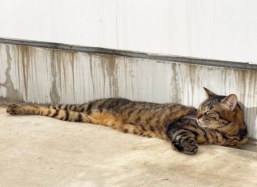 相原コージのインスタグラム：「手首を180度に折り畳んで溝にハマる。　#ねこ　#キジトラ　#手首　#cat  #catstagram」