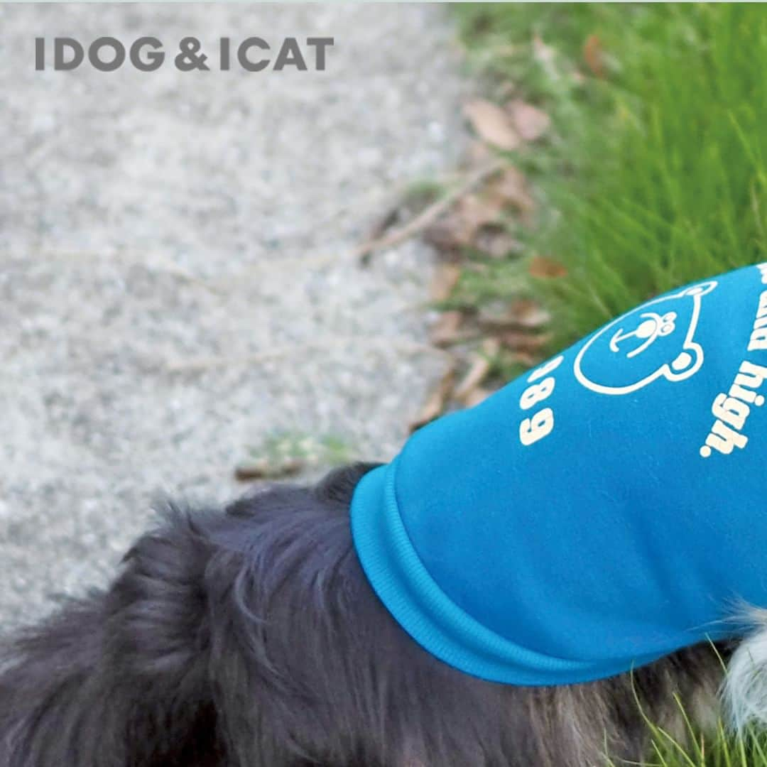 iDog&iCatのインスタグラム