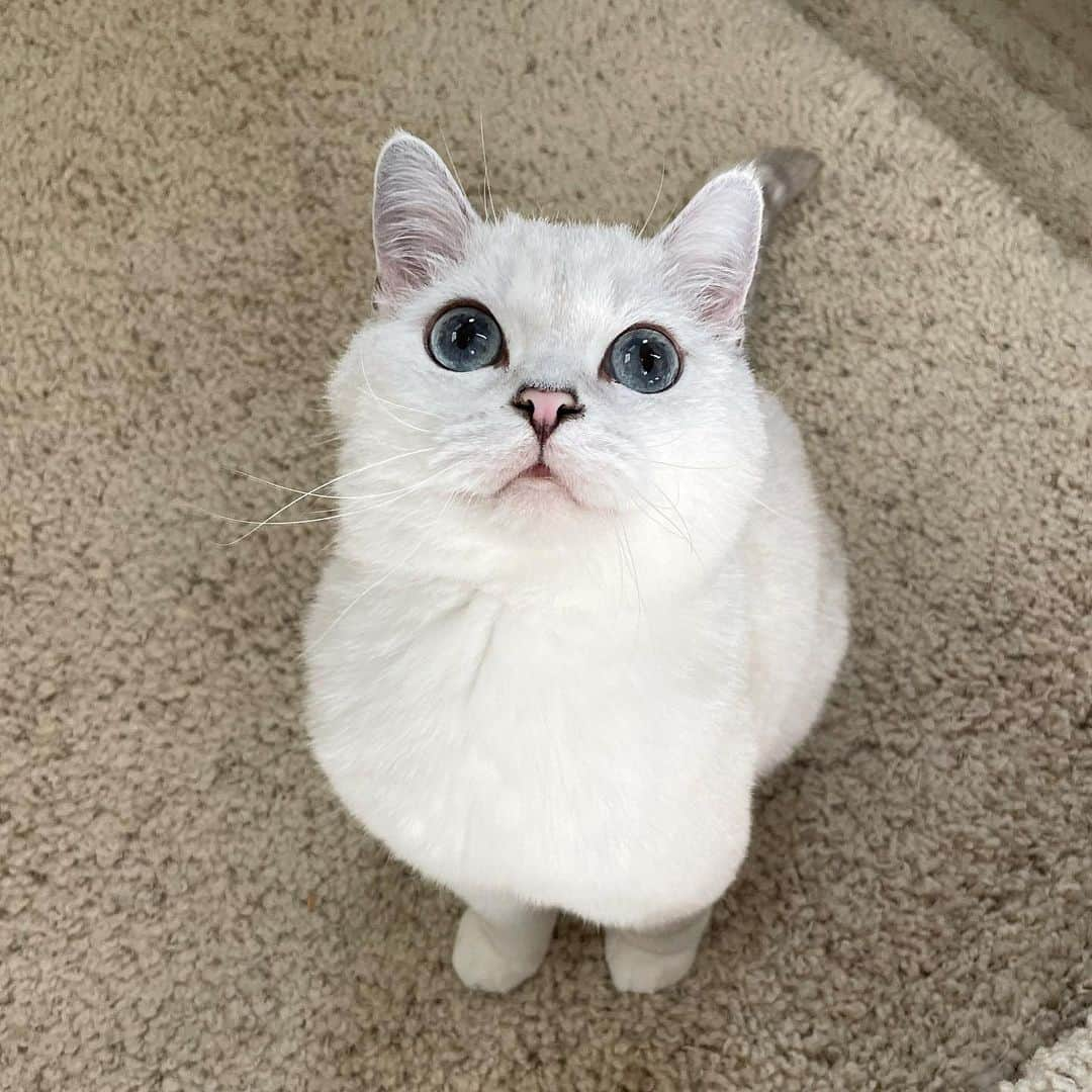 ミスター・ホワイトさんのインスタグラム写真 - (ミスター・ホワイトInstagram)「Hi 👋🏻   #meow #cute #catsofinstagram」10月3日 14時12分 - white_coffee_cat