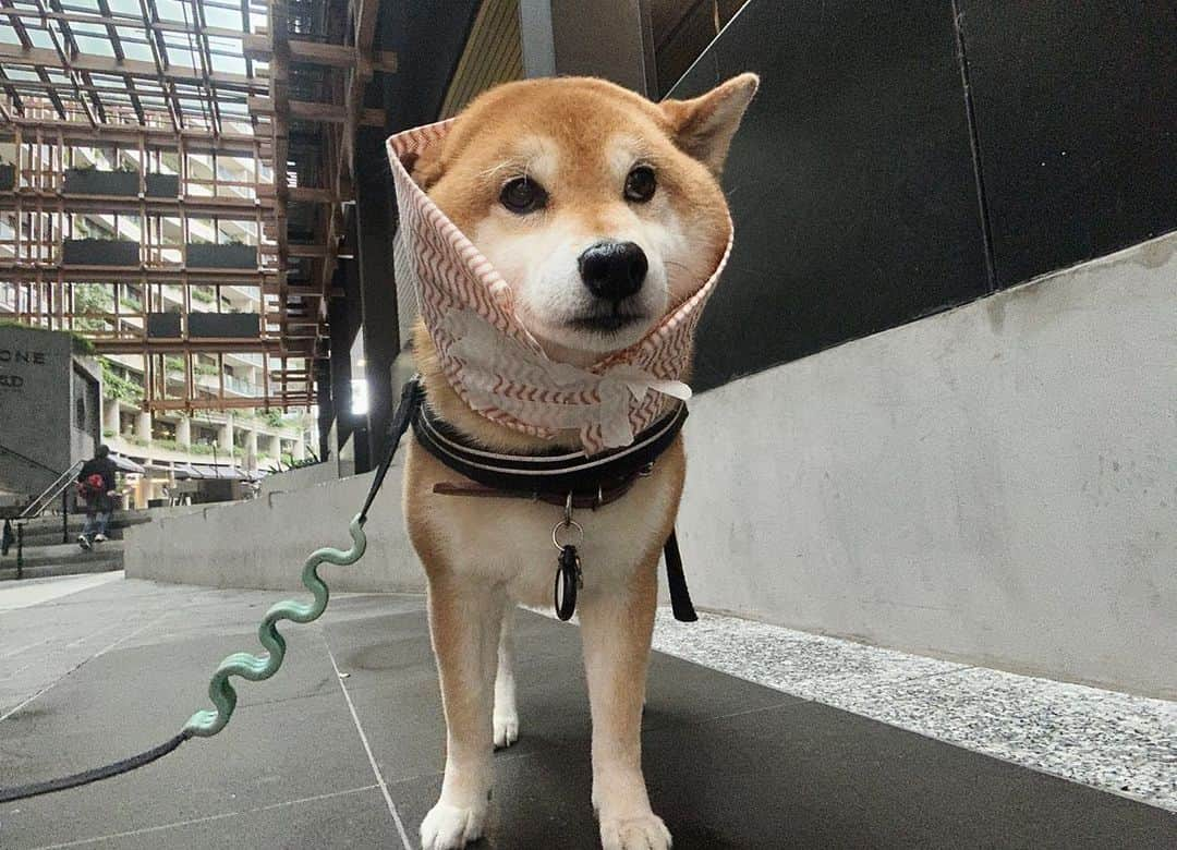 Shibainu Pontaのインスタグラム