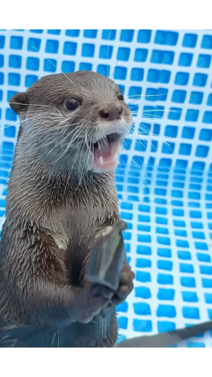 カワウソ コタロー&ハナのインスタグラム：「Kotaro struggles to eat the frozen fish🐟 凍った魚と格闘するコタロー . . . #otter #otters #cute #pet #animal ‪#カワウソ #コツメカワウソ #動物 #ペット #カワウソコタロー #カワウソハナ #コタロー #かわいい #かわうそ #もふもふ #수달 #귀여워 #水獺 #loutre #lontra #lutra #выдра #nutria#otterlove #kotarotheotter #otterkotaro」