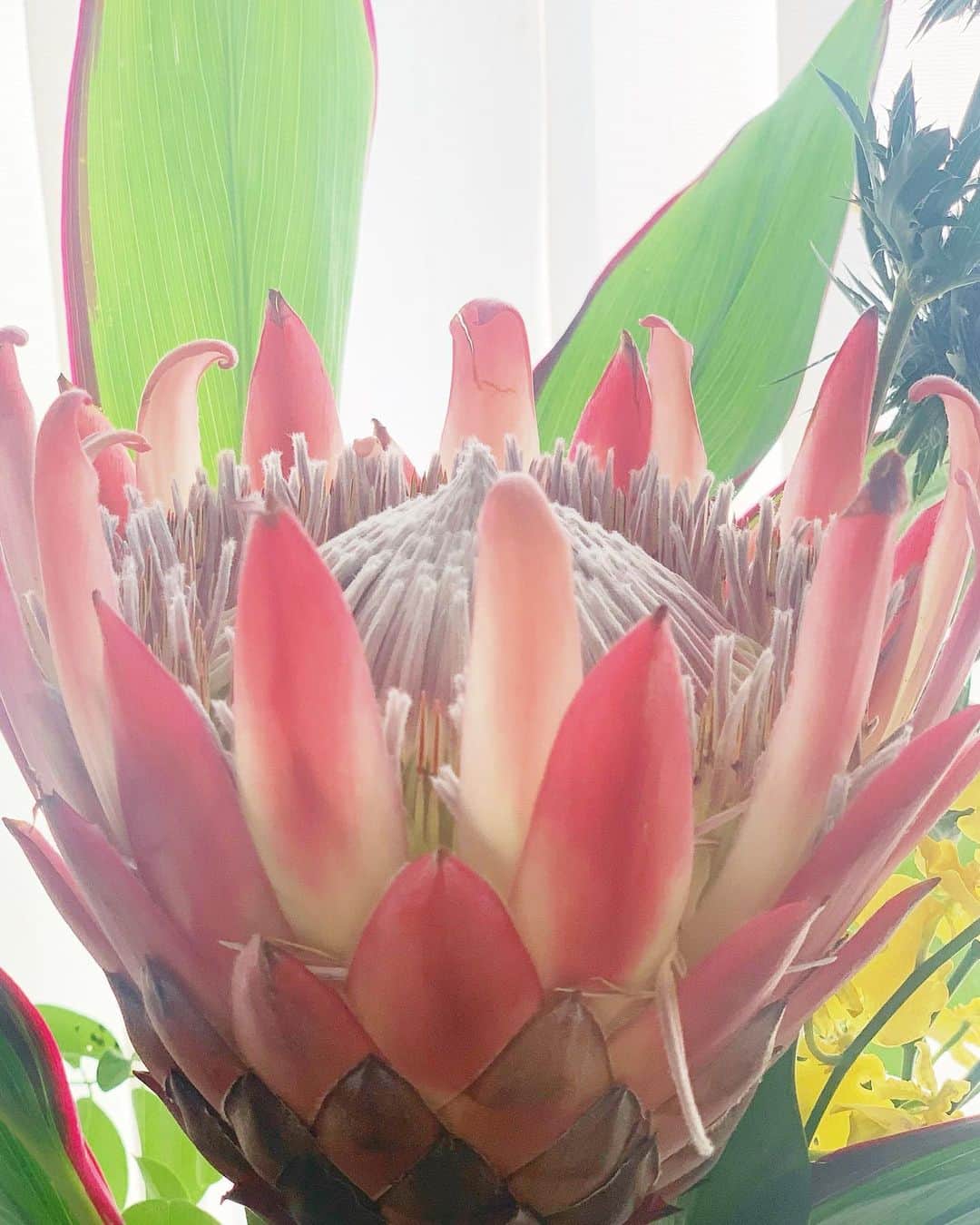 いかりさとみさんのインスタグラム写真 - (いかりさとみInstagram)「花屋さんで南アフリカの花を選んでみました！   はるか遠い異国をテーマに花を飾りたかったので、すぐ決まりました！！  #キングプロテア #いけばな #生花」10月3日 16時24分 - satomi_ikari