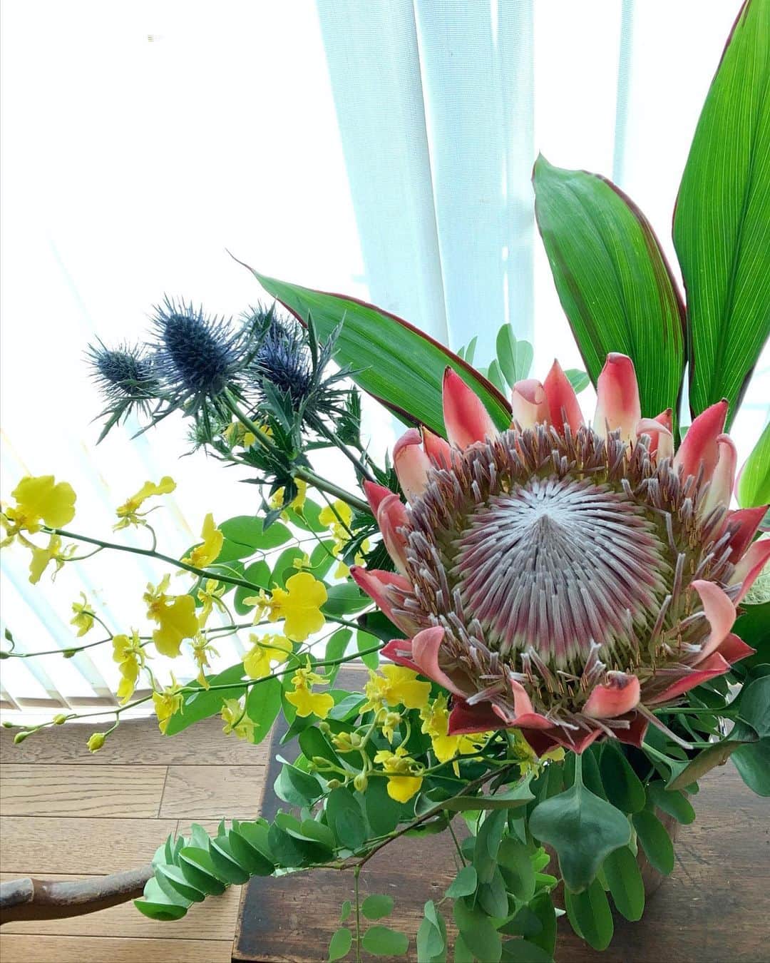 いかりさとみのインスタグラム：「花屋さんで南アフリカの花を選んでみました！   はるか遠い異国をテーマに花を飾りたかったので、すぐ決まりました！！  #キングプロテア #いけばな #生花」