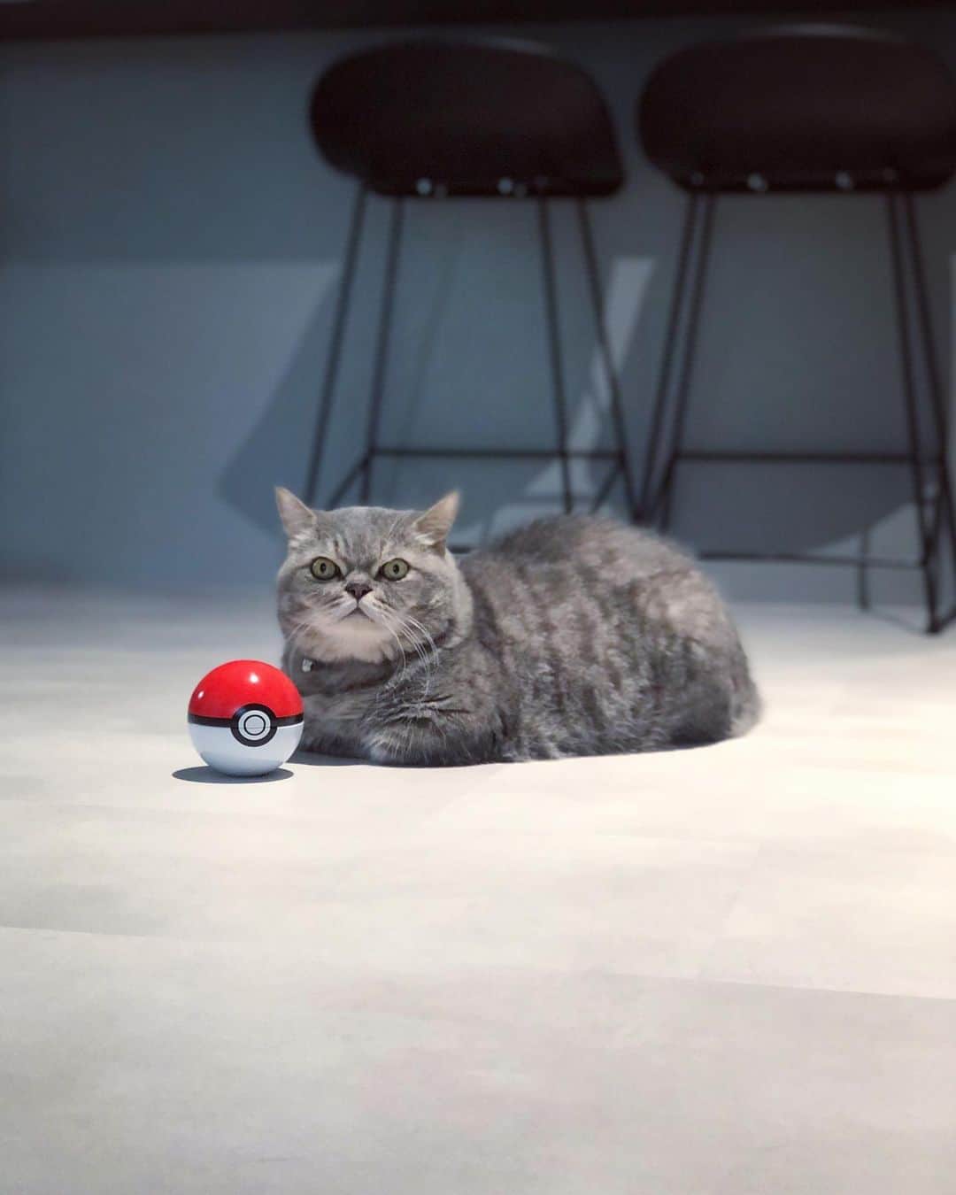 Pancakeのインスタグラム：「Gotcha! Pancake was caught! 🥞 #pokemon #cats #munchkincat #マンチカン短足 #まんちかん #猫部 #ねこ部 #猫のいる暮らし」