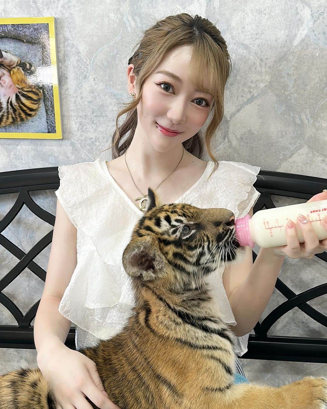 高辻千夏さんのインスタグラム写真 - (高辻千夏Instagram)「タイ旅行post🇹🇭 ⁡ ⁡ ⁡ ⁡ タイガートピアでは、赤ちゃんのトラ🐯にもミルクをあげました🍼🤍 ⁡ ⁡ めっちゃぐびぐび飲むから、一瞬でなくなった。笑 ⁡ ⁡ ⁡ 赤ちゃんだけどお手てはおっきかった🐾 ⁡ 大きく育つんだよ〜〜〜🐯🤍 ⁡ ⁡ ⁡ ⁡ ⁡ ⁡ ⁡ ⁡#タイ #タイ旅行 #バンコク #バンコク旅行 #海外旅行 #女子旅 #タビジョ #旅行好き女子 #虎 #tiger #tigerzoo #srirachatigerzoo #sriracha #thailand #thailandtravel #bangkok #bangkokthailand #การเดินทาง #ไทยเที่ยวไทย #วันหยุด #촣반 #여행스타그램 #태국」10月3日 21時50分 - chinatsujk