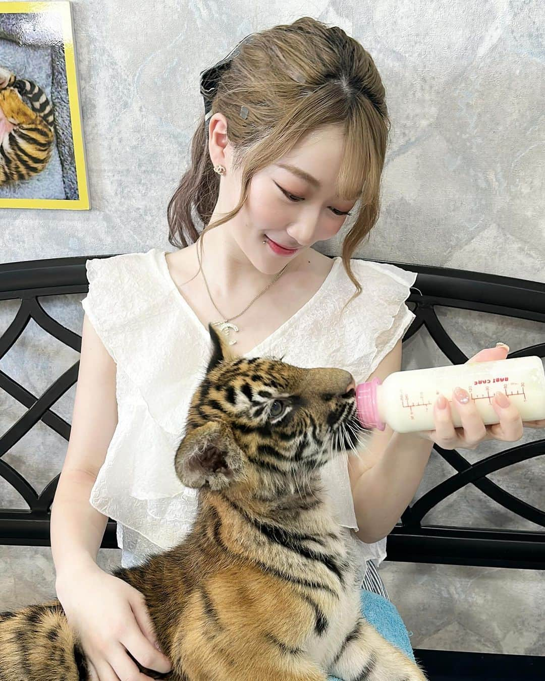 高辻千夏のインスタグラム：「タイ旅行post🇹🇭 ⁡ ⁡ ⁡ ⁡ タイガートピアでは、赤ちゃんのトラ🐯にもミルクをあげました🍼🤍 ⁡ ⁡ めっちゃぐびぐび飲むから、一瞬でなくなった。笑 ⁡ ⁡ ⁡ 赤ちゃんだけどお手てはおっきかった🐾 ⁡ 大きく育つんだよ〜〜〜🐯🤍 ⁡ ⁡ ⁡ ⁡ ⁡ ⁡ ⁡ ⁡#タイ #タイ旅行 #バンコク #バンコク旅行 #海外旅行 #女子旅 #タビジョ #旅行好き女子 #虎 #tiger #tigerzoo #srirachatigerzoo #sriracha #thailand #thailandtravel #bangkok #bangkokthailand #การเดินทาง #ไทยเที่ยวไทย #วันหยุด #촣반 #여행스타그램 #태국」