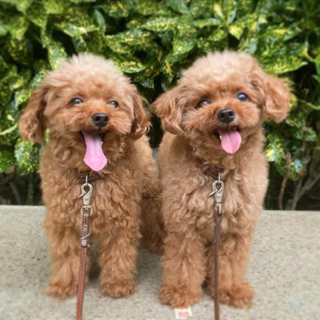 PECO いぬ部のインスタグラム：「「どっちがどっちか分かるかな👭？ 」 （ヒントは0.1㌔マリモちゃんが大きいよ♪笑）  答えはコメント欄にあるよ♡  ㅤㅤ 今回素敵な投稿をしてくださったのは… @cremarimo_granma さん （“くれまりも”ことクレマちゃんとマリモちゃん） 他にも素敵なお写真がたくさんあるので ぜひ遊びに行ってみてね♪ ㅤㅤ ㅤㅤ ㅤㅤ 〖 #pecoいぬ部（ #ペコねこ部 ） 〗をつけてご投稿いただくと PECOのSNSで楽しくご紹介させていただきます😋 フォロー&コメントお待ちしています✨ ㅤㅤ ㅤㅤ  ============================== @pecodogs（ @pecocats ）☚YouTubeでも可愛いワンコ（ニャンコ）紹介中🐶💕 ==============================  #犬のいる暮らし #犬部 #犬好きな人と繋がりたい #dogstagram #doglover #멍스타그램 #개스타그램  #トイプードル #双子 #双子のトイプー  #間違い探し #わんこクイズ」