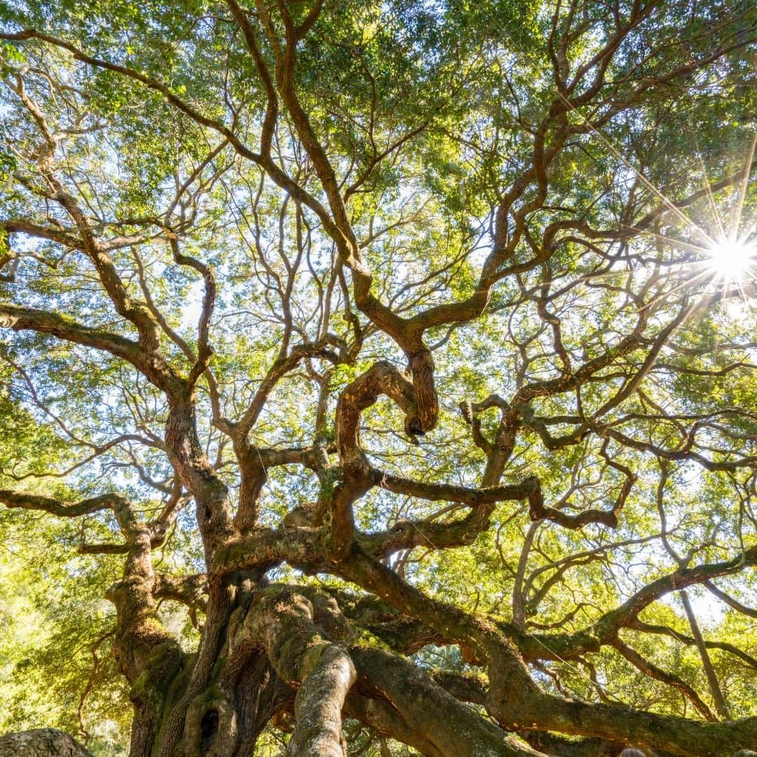 アメリカ大使館のインスタグラム：「樹齢が400～500年を超えると推定されるサウスカロライナ州ジョンズ島にあるエンジェル・オークの木 (Angel Oak Tree)。  #木 #樹木 #自然 #tree #AngelOak」