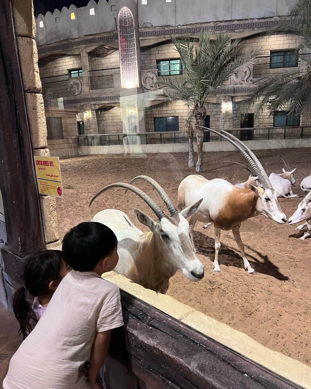 Remiさんのインスタグラム写真 - (RemiInstagram)「Abu Dhabi, UAE🇦🇪 ドバイから車で1時間、アブダビへ！ 砂漠の中の動物園、エミレーツパークズーのホテルにお泊り！ お部屋からキリンが見えて贅沢！！ ラクダとセルフィーしたり、夜の動物園を満喫したり、プールも楽しめて、子連れにおすすめ！！  私は砂アレルギー疑惑で体調不良になりつつも、ラクダに会えて幸せでした🐪☀️  ------------ 📍 #AbuDhabi #UAE 🐘 #EmiratesParkZoo 🗓 2023.10.1-2  #アブダビ #ドバイ移住  #子連れ世界一周 #世界一周 #worldroundtravel #remi_world2023 #lovetabi #lovetabimama」10月3日 16時54分 - remi_912