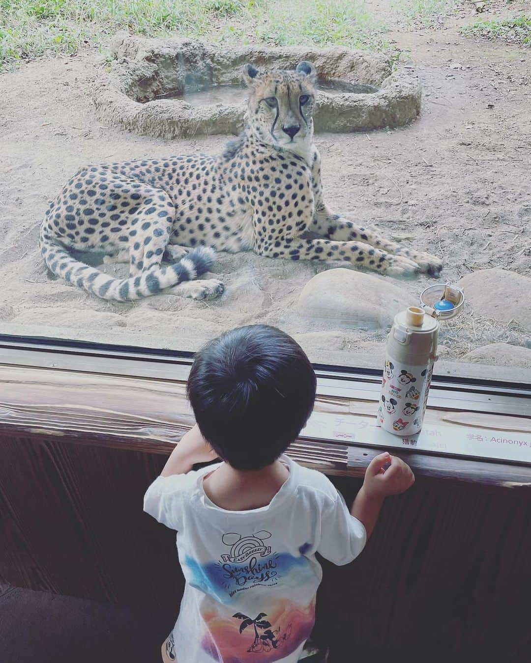 remi kunokiさんのインスタグラム写真 - (remi kunokiInstagram)「初めてのズーラシア🦓🦒🐘🦔  ビビるかな〜って思ったら… 最初のゾウさんを見た瞬間から エンジン全開でした🥰🫰🏽  連れてってよかったな〜。 電車オンリーだった彼。  だんだん動物図鑑も見てくれるようになり、 動物園を英語で言えるようになってきたので今のタイミングかな〜って思ったらバッチリでした💪🏽  とってもアウトプットに最高✨  沢山歩いて、甘やかしの初めてのアイスを食べていい一日になったかな？😌  息子の中では、giraffe🦒がお気に入りになったようです🫶🏽  所々にあるアスレチックは親の体力削られる…😩🫠 やめて〜笑  #初めてのズーラシア #動物園 #2歳8ヶ月 #男の子 #男の子ママ #おしゃべりまん #初めてのアイス」10月3日 16時59分 - remy___3332g