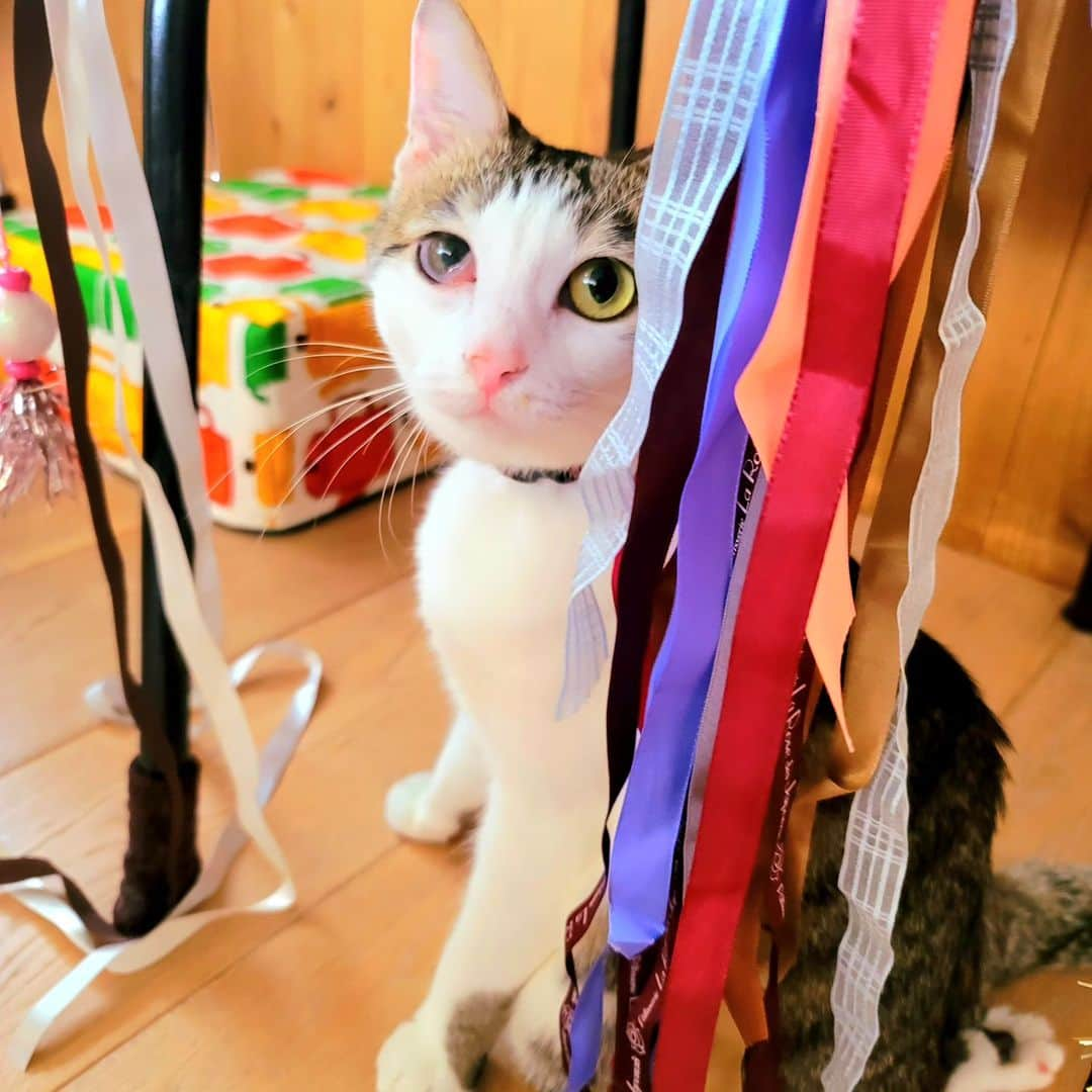 hoshino katsuraさんのインスタグラム写真 - (hoshino katsuraInstagram)「【保護猫寄付金のご報告】⁡ ⁡⁡⁡ ⁡⁡カツラダファミリアのnoteとUTmeの収益26,647円を @torchforanimals さまへ。⁡ ⁡⁡ ⁡カツラダファミリアのスズリの収益36,600円を @nyawan_kumamoto さまへ。 ⁡ この度、以上の寄付を振り込ませていただきました。⁡⁡ ⁡ ⁡カツラダファミリアへご参加・ご協力下さった皆さま、ありがとうございました。⁡ ⁡⁡ ⁡サンチョロのような負傷猫ちゃんや保護猫ちゃんは沢山います。引き続きカツラダファミリアを通して見守って頂けましたら嬉しいです。⁡ ⁡⁡ ⁡すべてのニャンニャンが幸せになりますように🌷 ⁡⁡ ⁡⁡ ⁡#teko家卒猫 #下半身不随猫三太 #下半身不随猫チョロ #サンチョロ #哀れなリスナーにサンチョロの祝福を #下半身不随猫 #下半身不随猫と暮らす #圧迫排尿猫 #圧迫排尿  #cat #rescuecat #ねこ #保護猫 #負傷猫 #熊本市動物愛護センター出身 #teko家の犬猫たち#花の木シェルター  ⁡」10月3日 17時26分 - katsura_5600