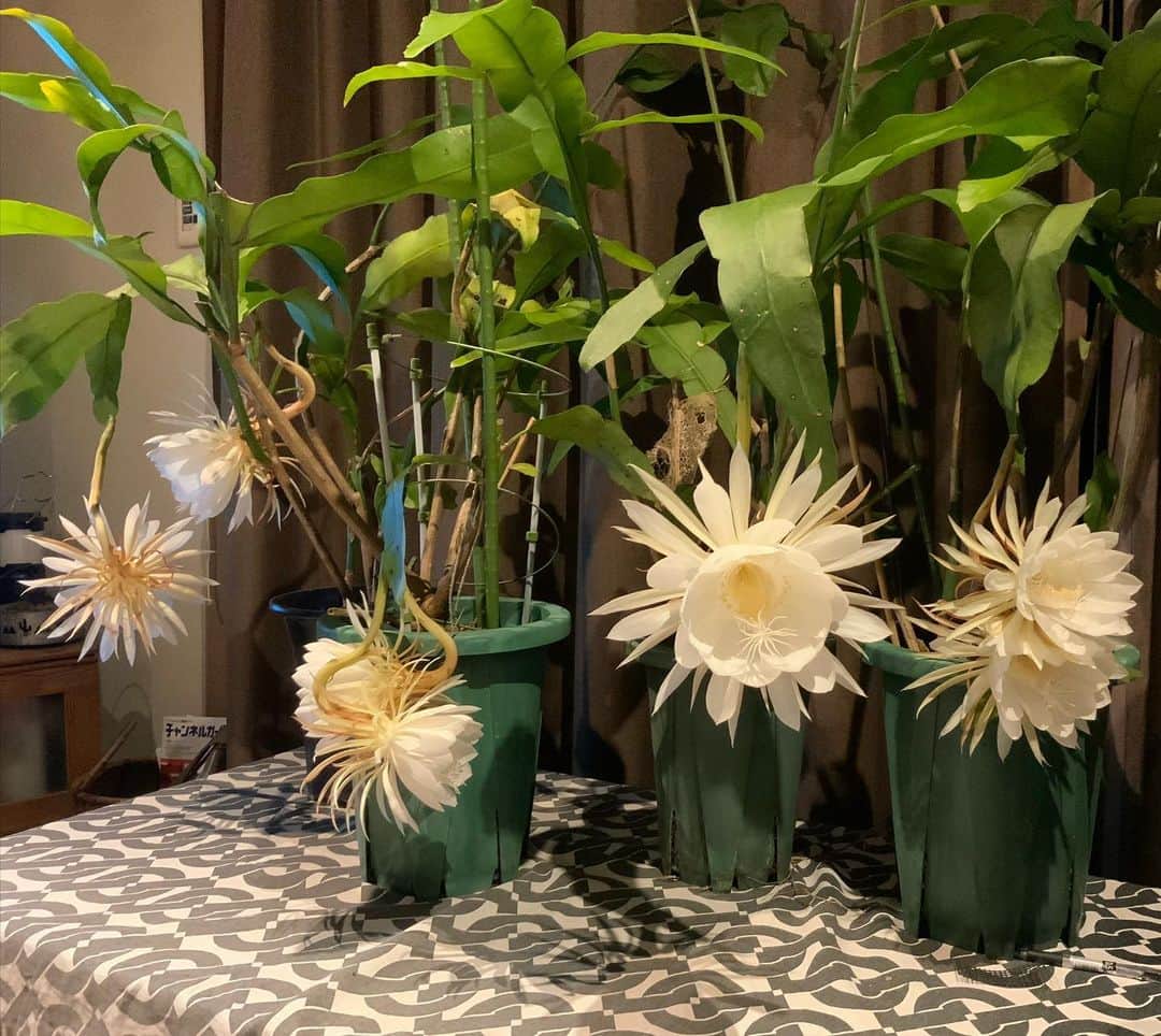 ヒロミチナカノのインスタグラム：「珍しく月下美人が同時に4鉢も咲きました。 #flowers  #月下美人」