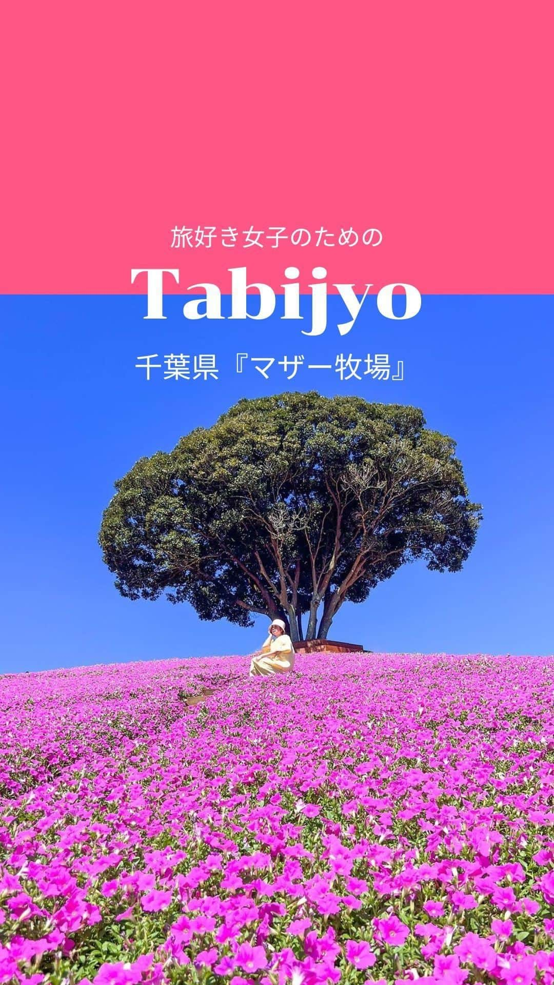 タビジョのインスタグラム：「他のスポットはここから👉@tabi_jyo  千葉県『マザー牧場』🐏  本日の #タビジョ は ／ @naomi.journey さんの投稿をシェア💛💙 ＼  ☻︎☻︎✈︎✈︎✈︎✈︎✈︎✈︎✈︎✈︎✈︎✈︎☻︎☻︎  本日は @naomi.journey さんの 『マザー牧場』のリールをご紹介✨ 可愛い動物たちとのふれあいや エサやり体験はもちろん🐐🐇 約20,000株の桃色吐息(ペチュニア)💕の花畑や 丘の上のお風呂🛁など、 フォトスポットも必見🥰  ☻︎☻︎✈︎✈︎✈︎✈︎✈︎✈︎✈︎✈︎✈︎✈︎☻︎☻︎  @tabi_jyo アカウントでは旅先の新たな魅力を発信中✨ スポットや写真の撮り方の参考におすすめ💛 レポーター募集などはアカウントから配信しているよ👭 気になる方はフォローしてね🫶  #タビジョ #tabijyo #tabijyomap_Japan #旅行 #国内旅行 #千葉県旅行 #マザー牧場 #桃色吐息 #ペチュニア」