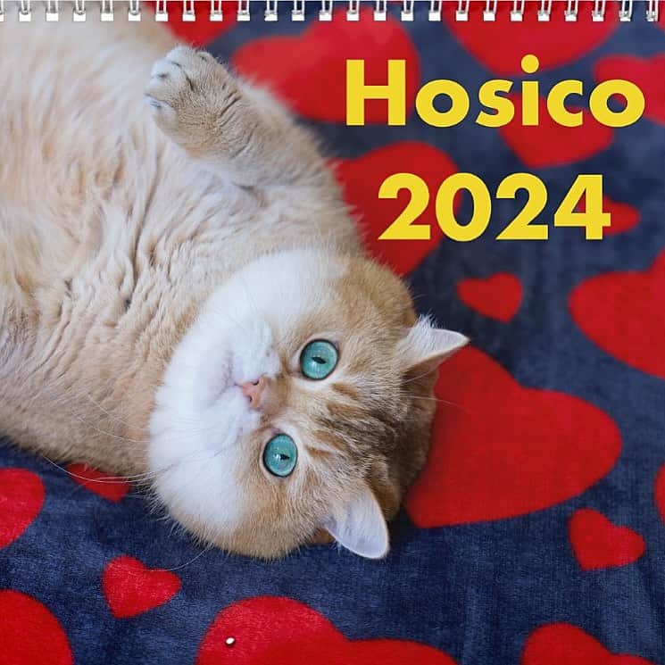 Hosicoのインスタグラム：「NOW AVAILABLE! Hosico Cat, Limited Edition 2024 calendar! 💚🌟 Featuring beautiful full page with full color photos of Hosico for 12 months! Zazzle.com delivers everywhere in the world! 🔗 link in bio @hosico_cat 🥐 Save 20% with code ZSEASONSTART  Valid until 10/4/2023 11:59:59 PM Pacific Time」
